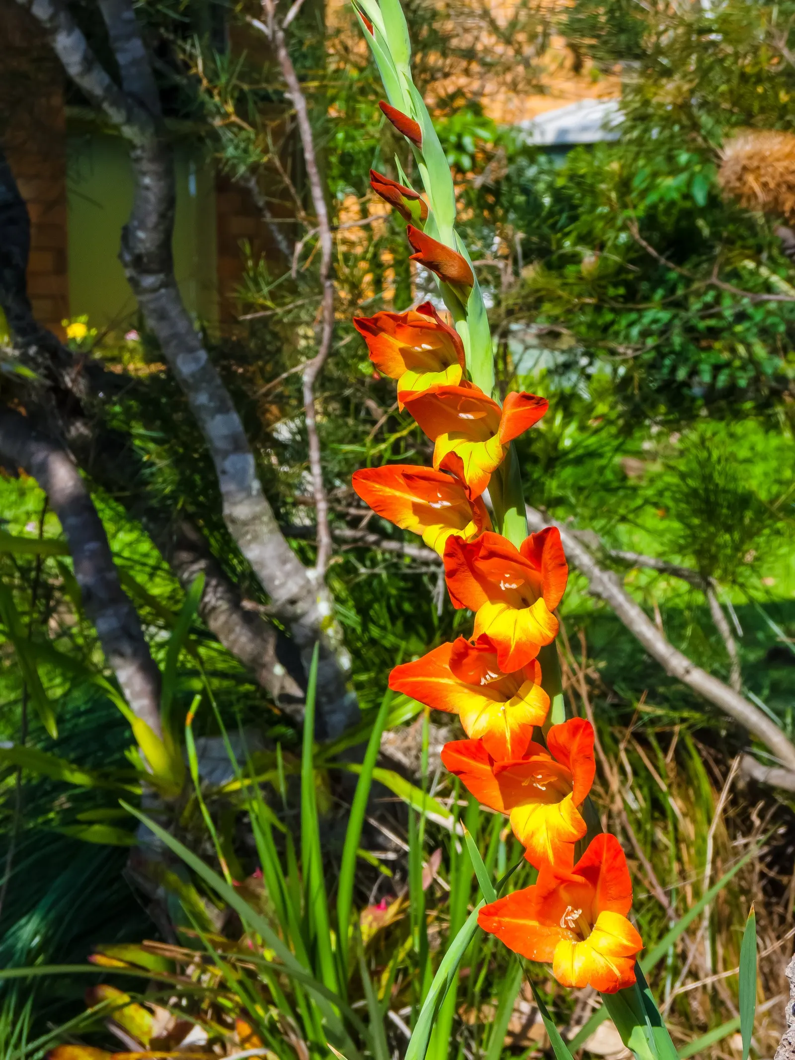 Yellow Marsh Afrikaner (Gladiolus Dalenii) — plant corms at a depth of about 4 inches and space them roughly 6 inches apart