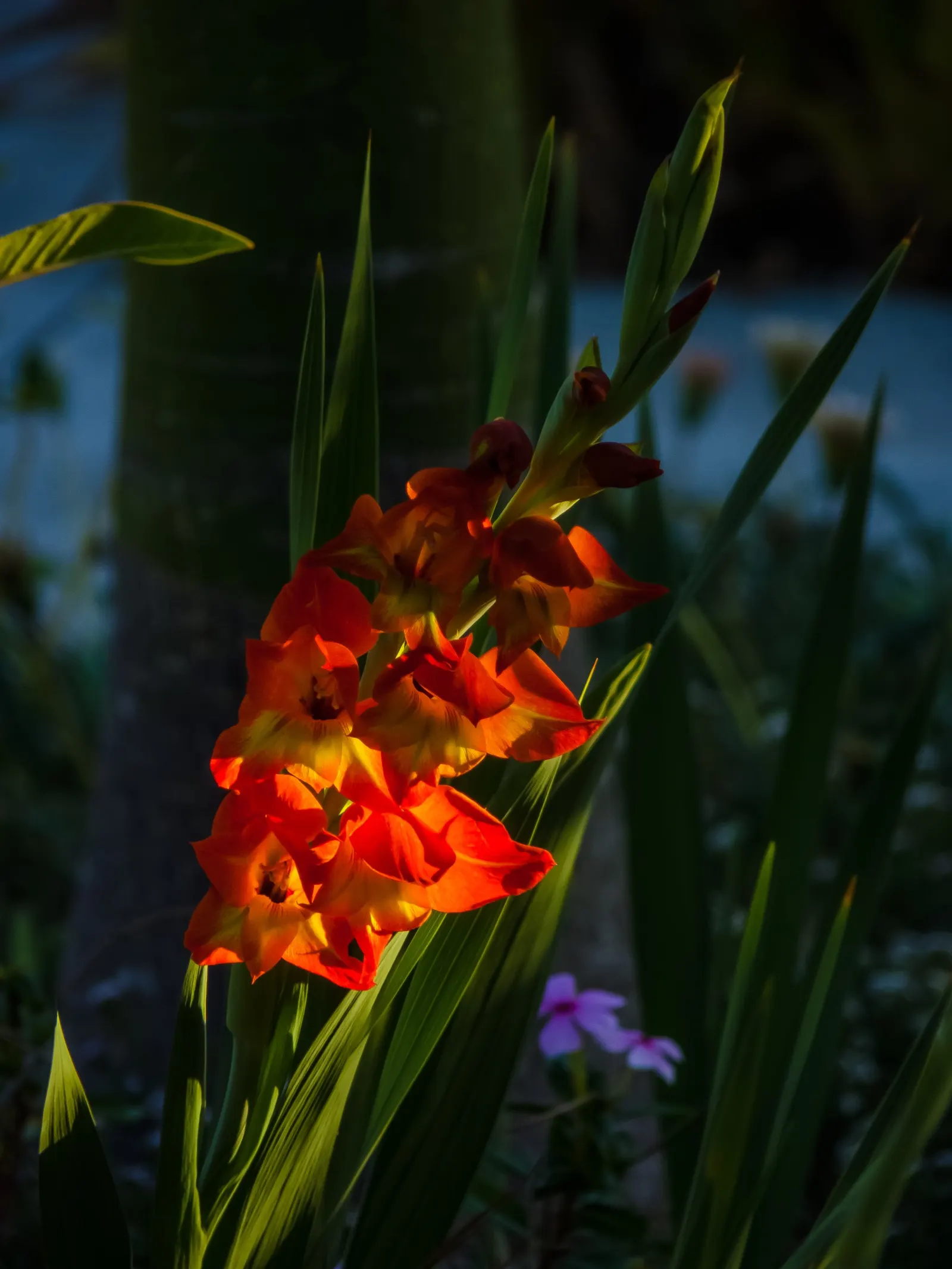 Yellow Marsh Afrikaner (Gladiolus Dalenii) — as long as they are well-draining.<br><br>With an average height of 3 to 5 feet
