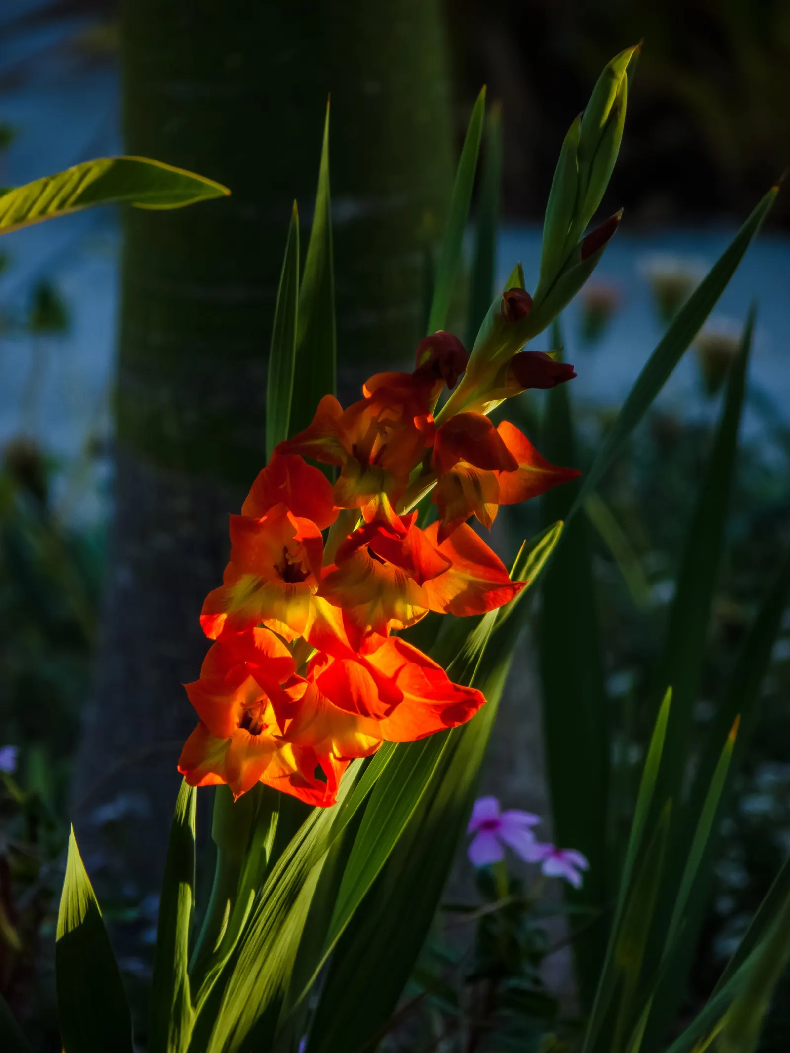 Yellow Marsh Afrikaner (Gladiolus Dalenii) — Hardy and drought-tolerant once established; scientifically known as Gladiolus dalenii