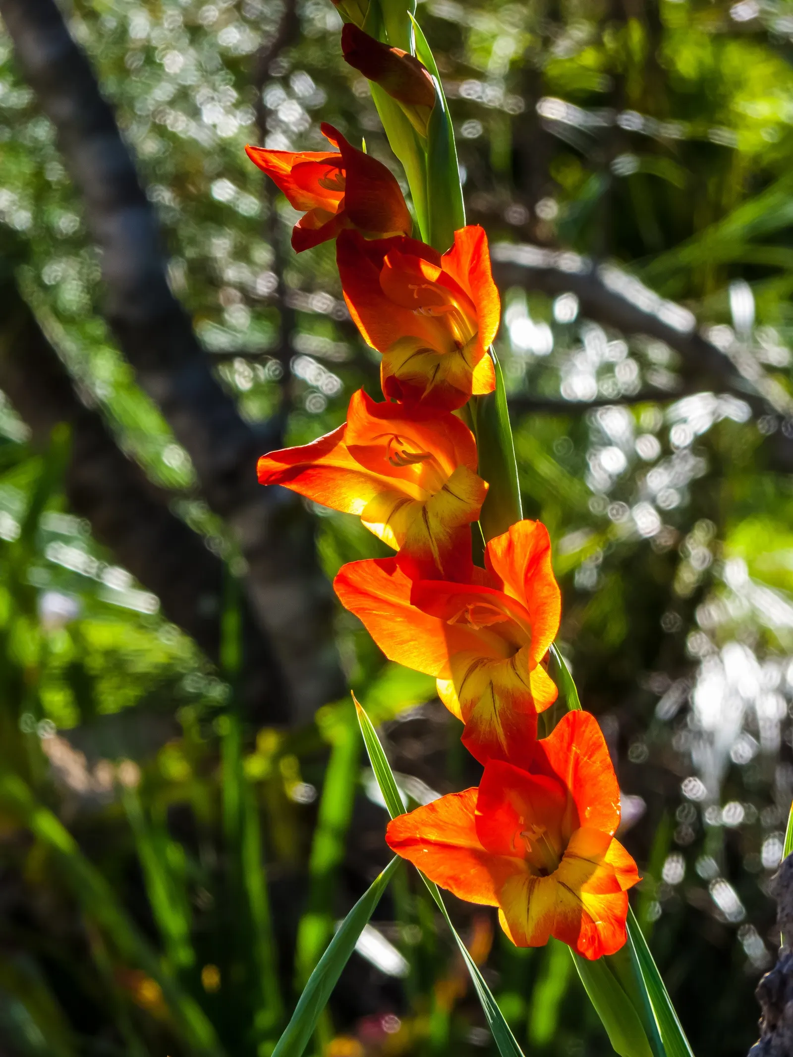 Yellow Marsh Afrikaner (Gladiolus Dalenii) — tapering off as the foliage begins to die back