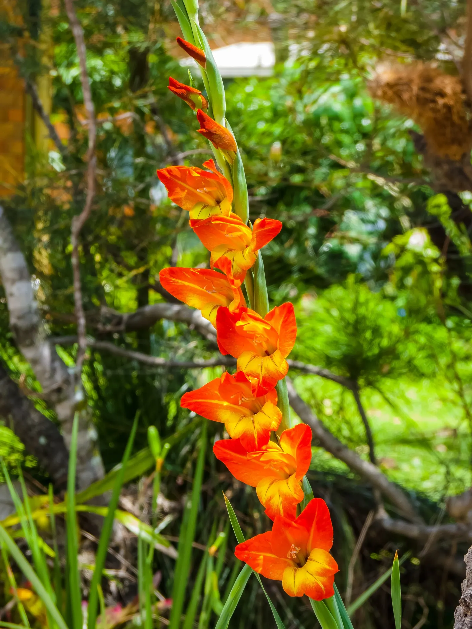 Yellow Marsh Afrikaner (Gladiolus Dalenii) — typically thrives in USDA hardiness zones 8 through 10; adds vibrant hues to any garden with its, image 60