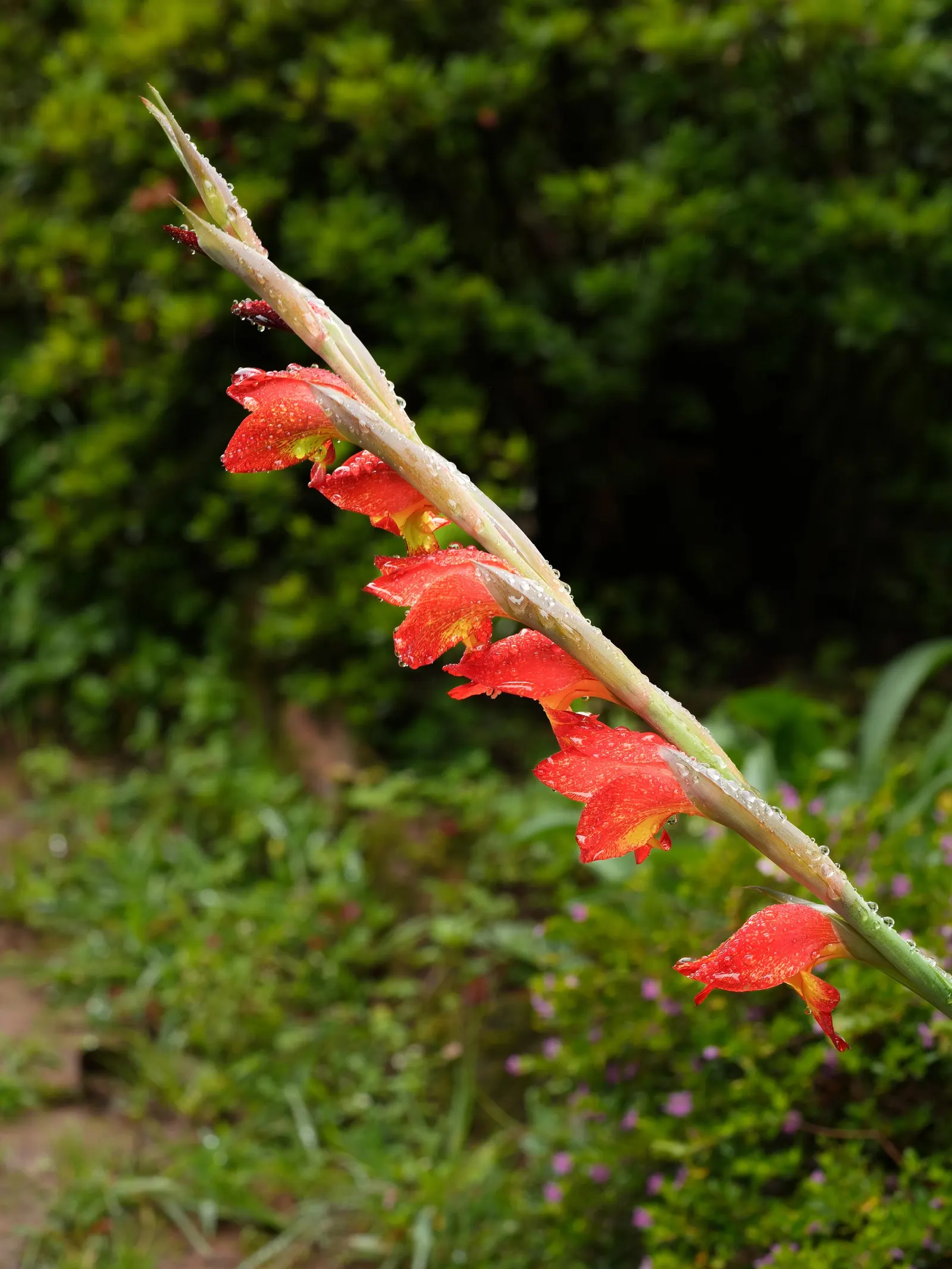 Yellow Marsh Afrikaner (Gladiolus Dalenii) — Use it as a focal point in beds or borders