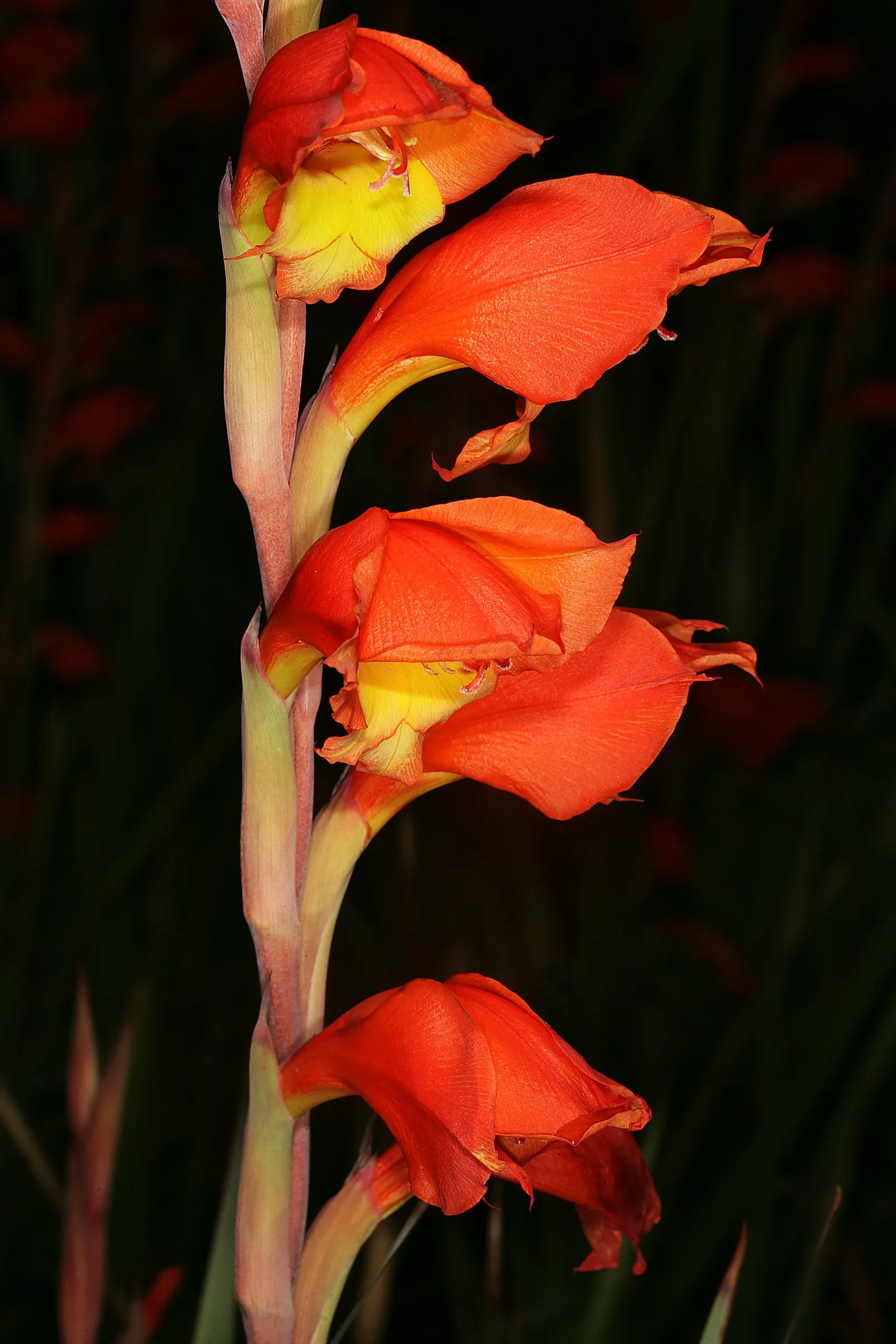Yellow Marsh Afrikaner (Gladiolus Dalenii) — orange flowers in the garden
