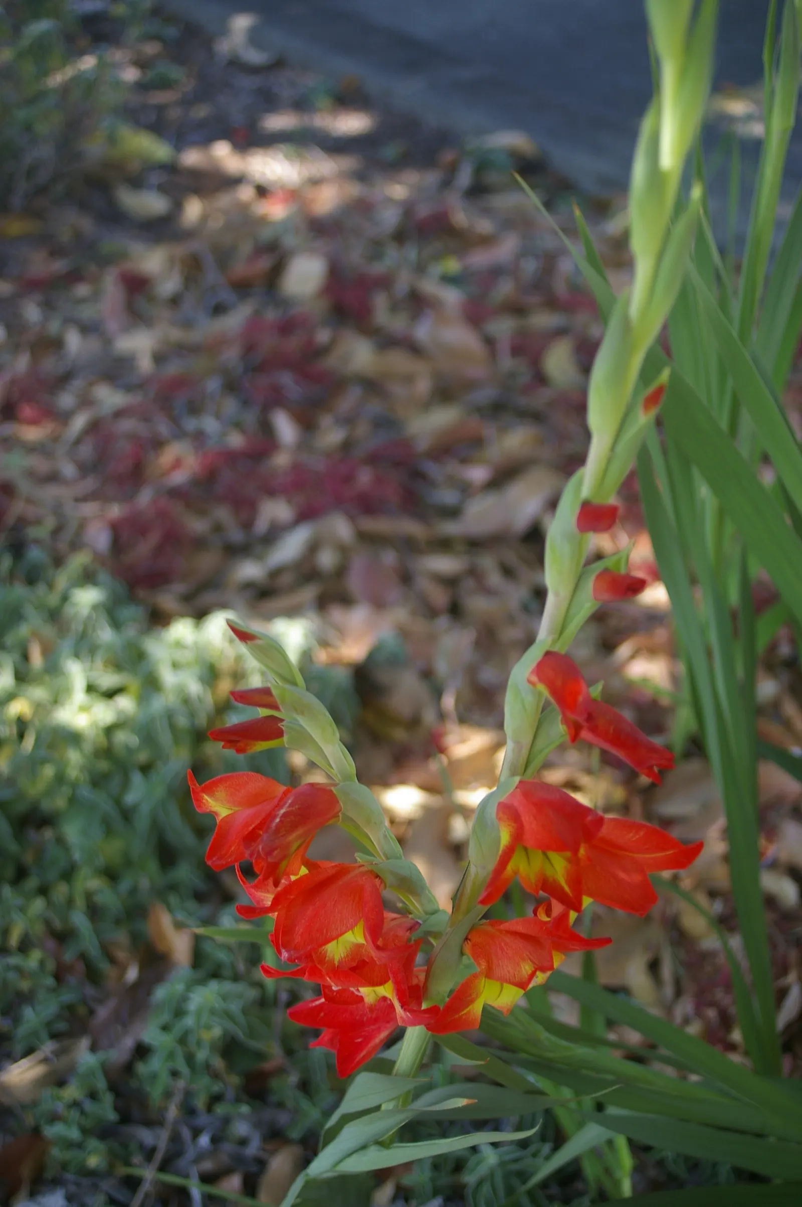 Yellow Marsh Afrikaner (Gladiolus Dalenii) — bulb with orange blooms