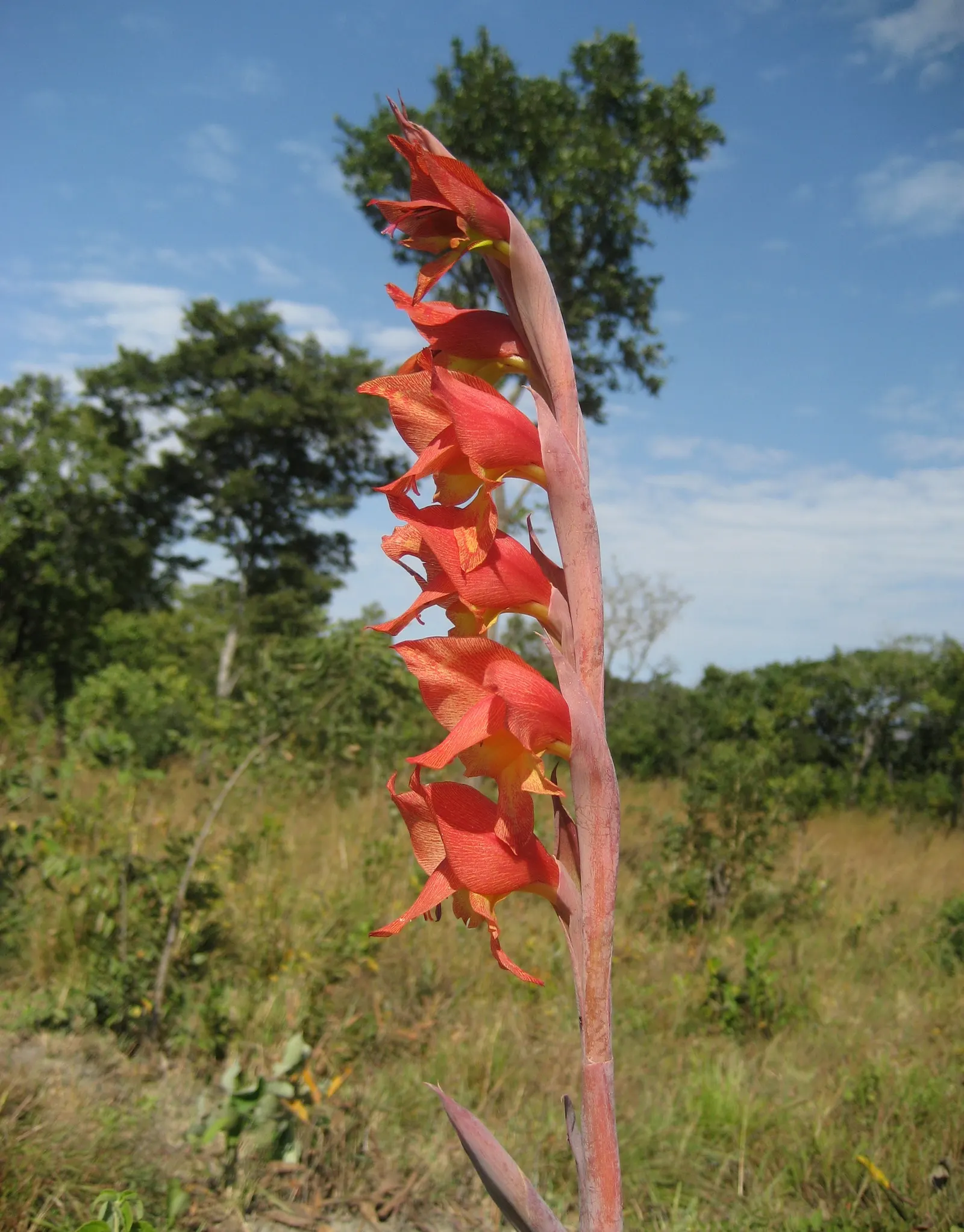 Yellow Marsh Afrikaner (Gladiolus Dalenii) — Its eye-catching blooms are also excellent for cut flower arrangements; tapering off as the foliage begins to die