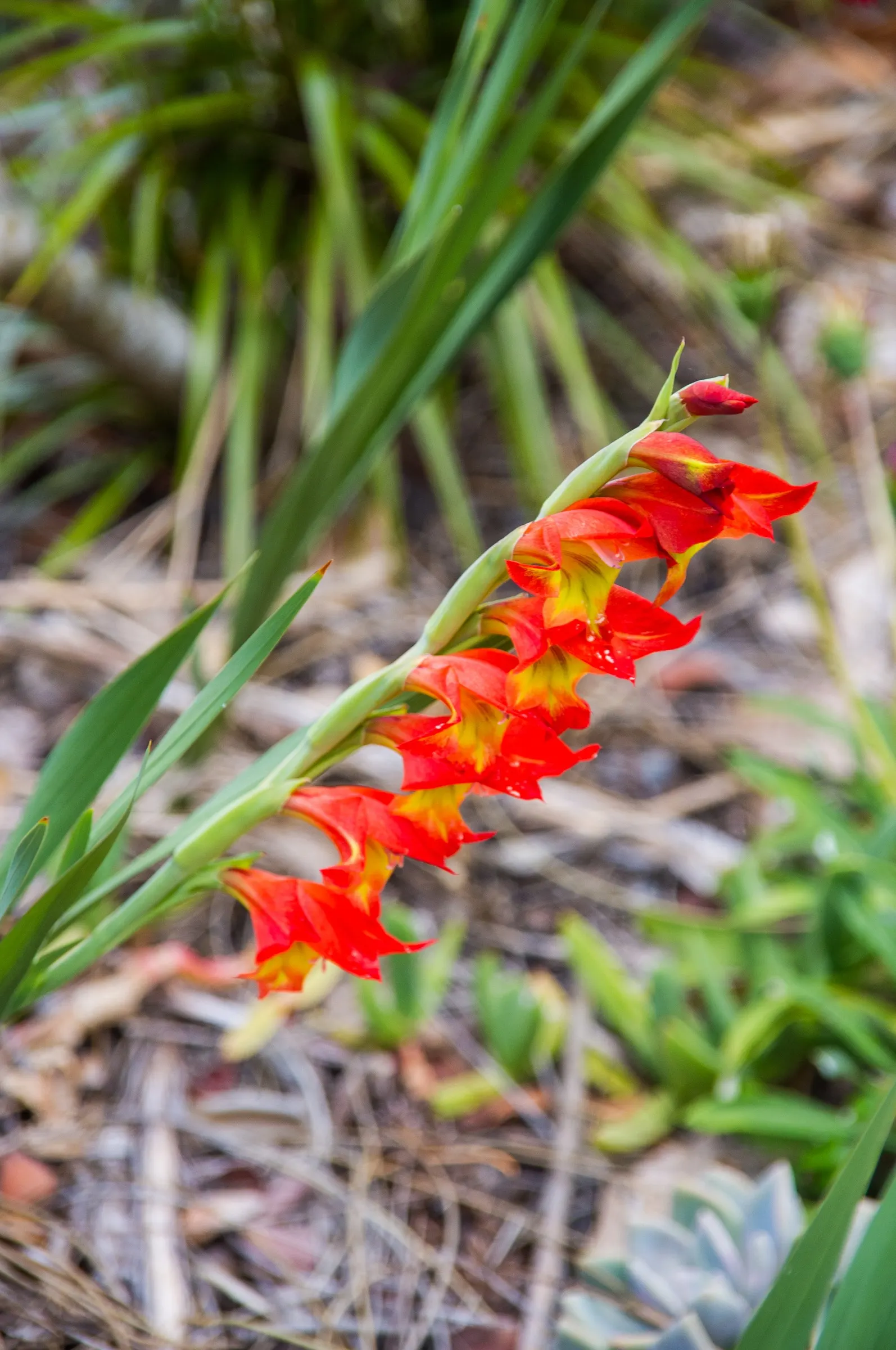 Yellow Marsh Afrikaner (Gladiolus Dalenii) — bulb for full or half