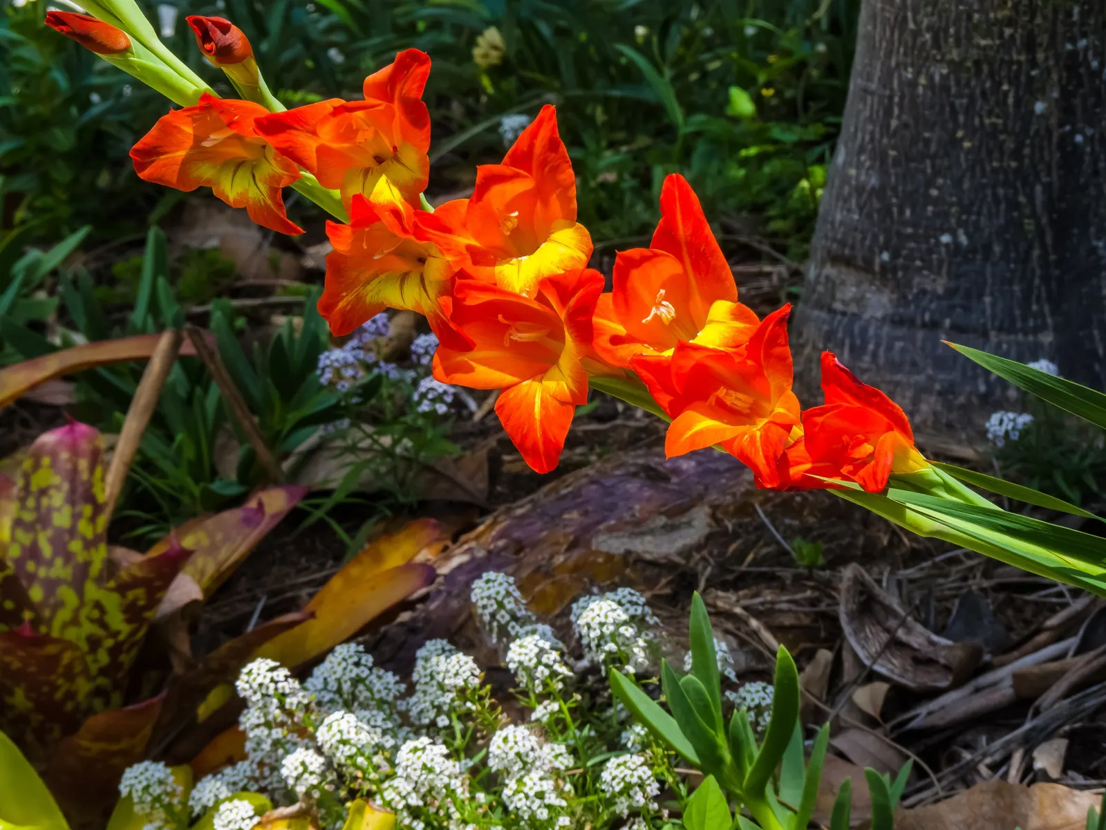 Yellow Marsh Afrikaner (Gladiolus Dalenii) — scientifically known as Gladiolus dalenii