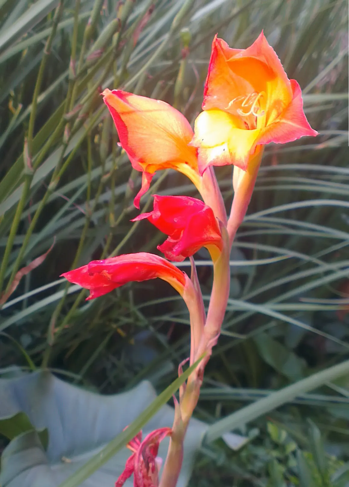 Yellow Marsh Afrikaner (Gladiolus Dalenii) — bright green leaves growing from corms; as long as they are well-draining.<br><br>With an average height of 3 to 5