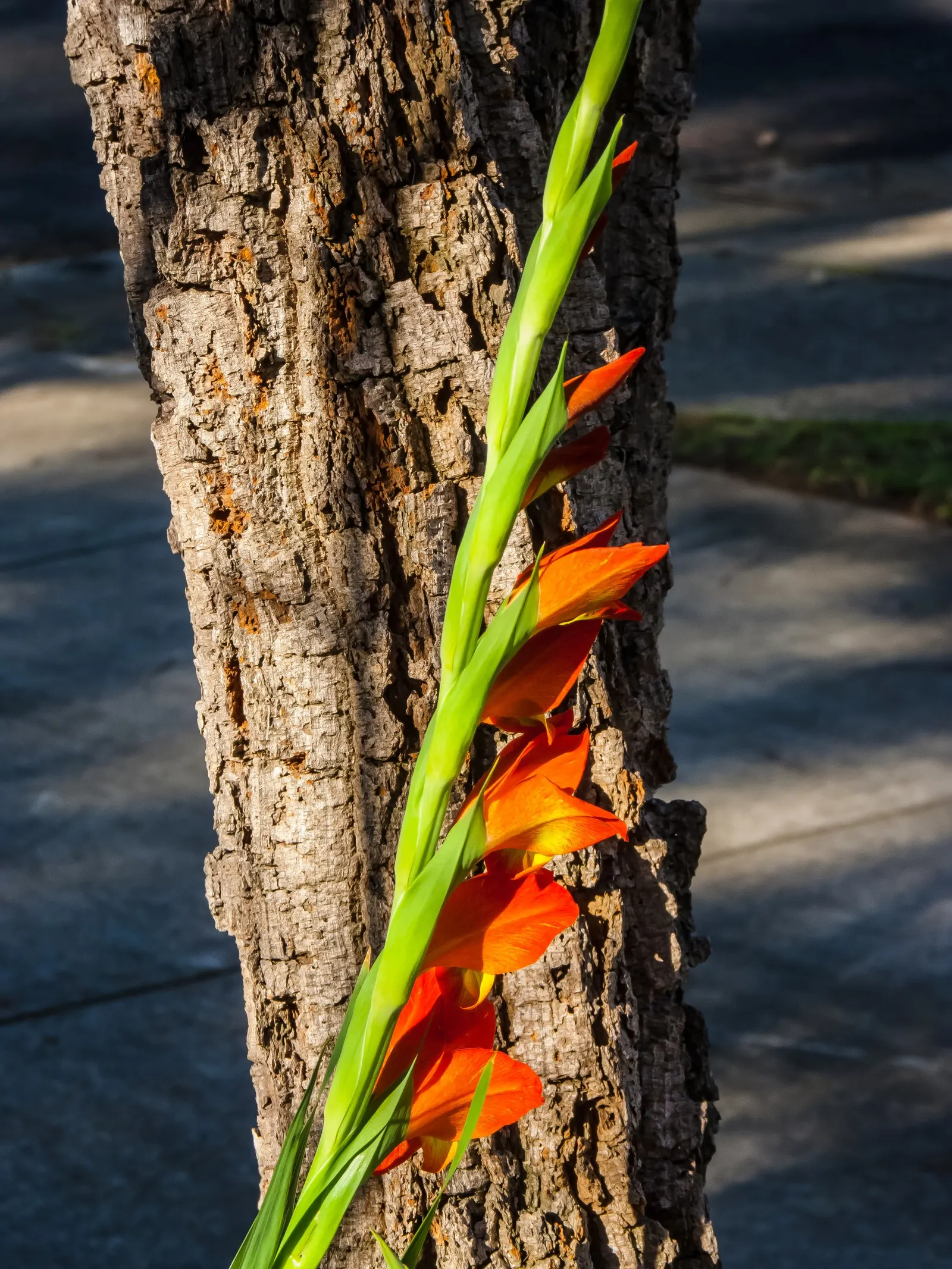 Yellow Marsh Afrikaner (Gladiolus Dalenii) — These leaves can reach up to 2 feet in length and 2 to 3 inches in width; allowing adequate room for expansion