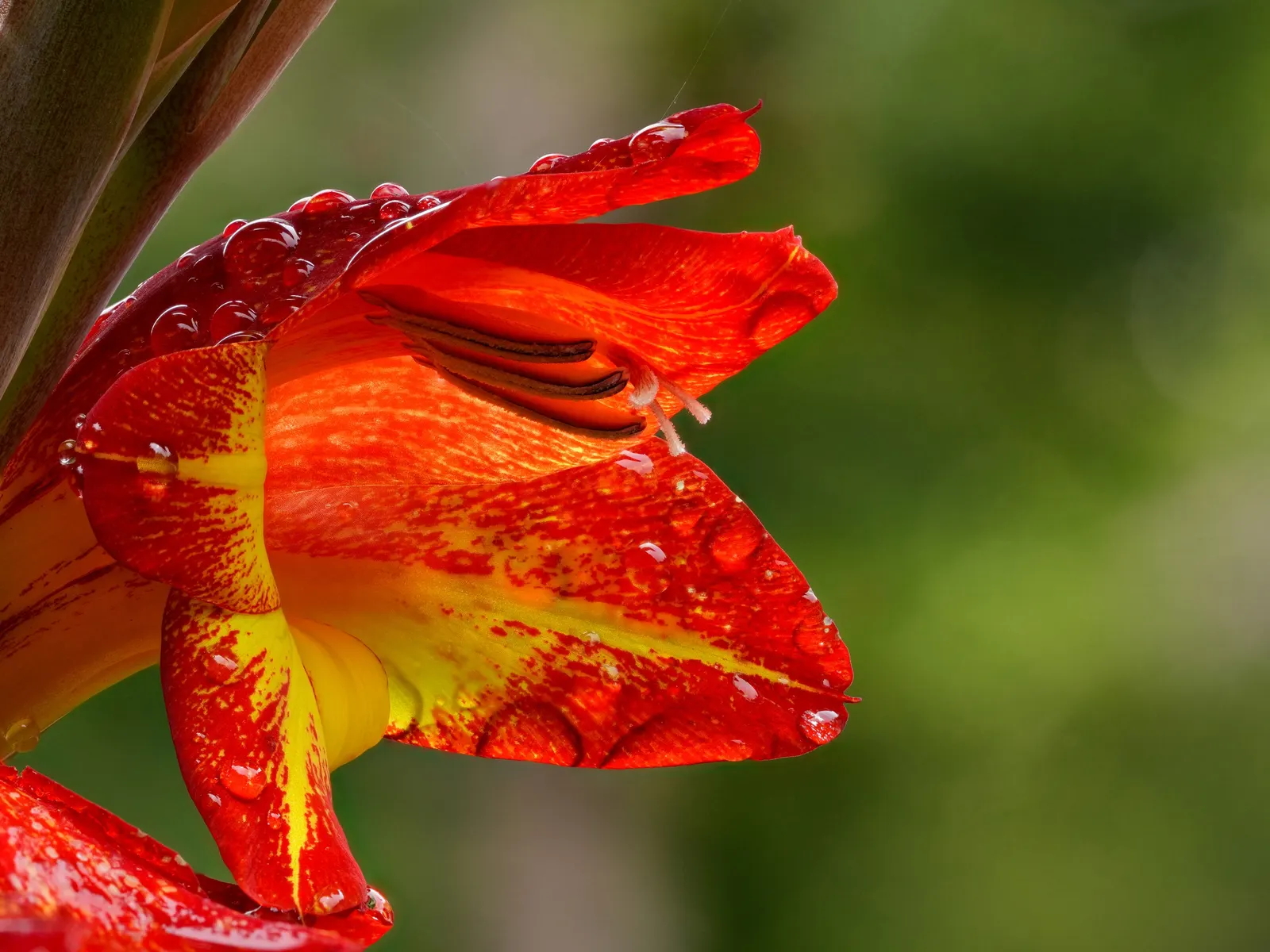 Yellow Marsh Afrikaner (Gladiolus Dalenii) — The flowers are arranged on a slender spike; its eye-catching blooms are also excellent for cut flower, image 63