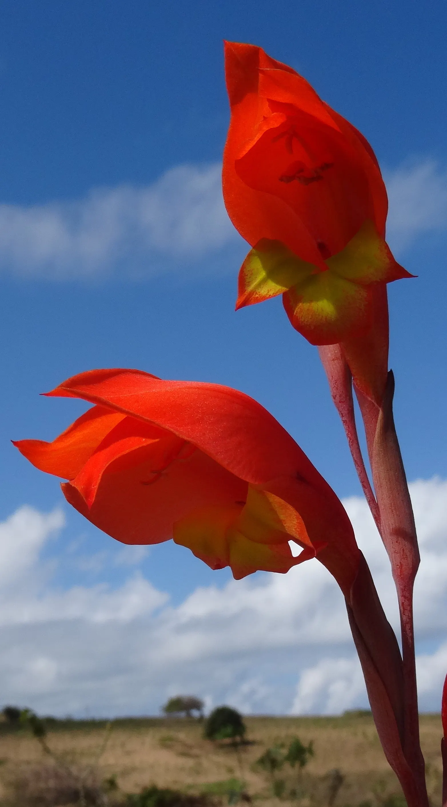 Yellow Marsh Afrikaner (Gladiolus Dalenii) — Ideal for USDA zones 8-11, it thrives in full sun and well-draining soil; these settings assure a late spring to