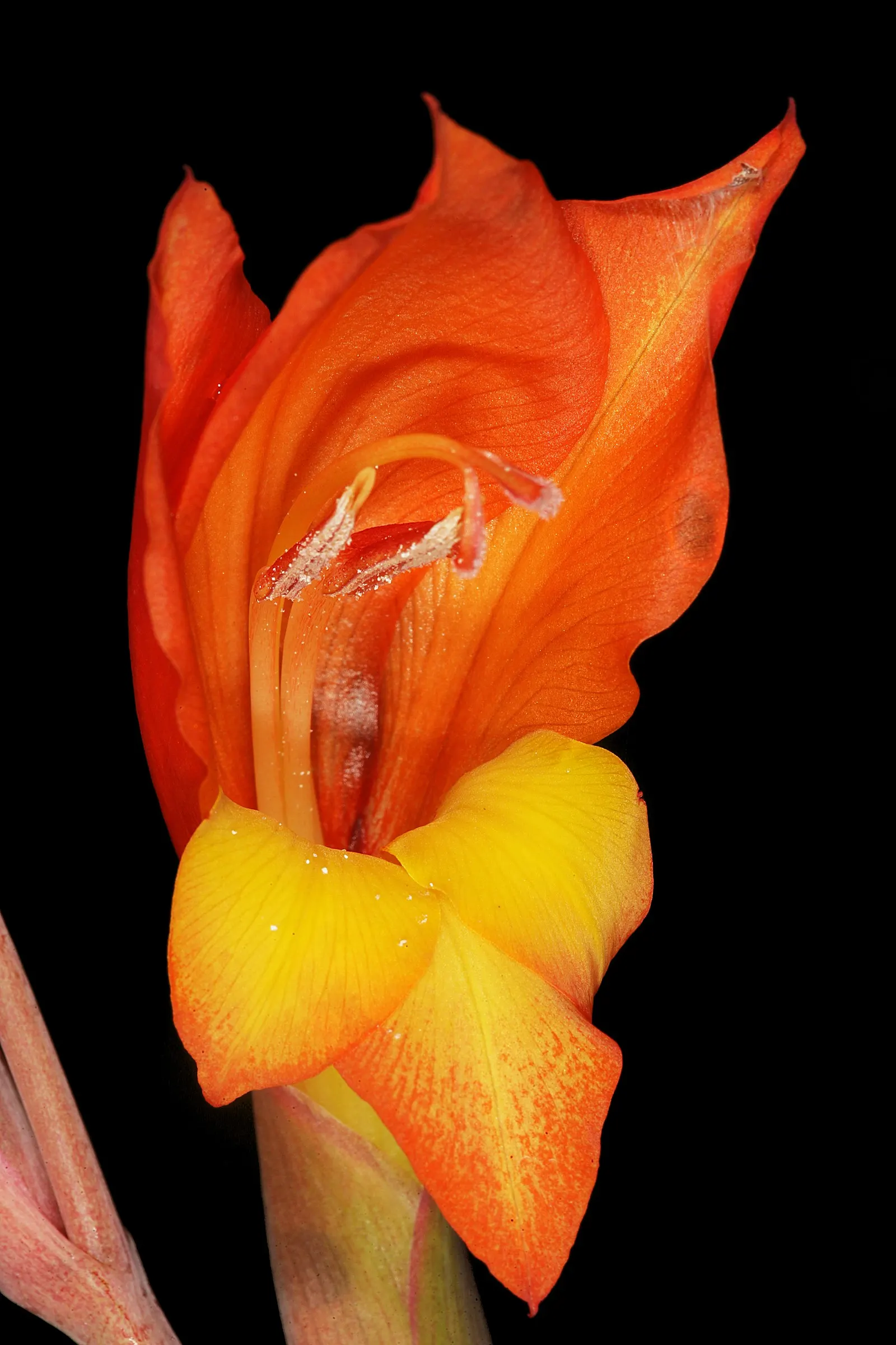Yellow Marsh Afrikaner (Gladiolus Dalenii) — typically thrives in USDA hardiness zones 8 through 10; adds vibrant hues to any garden with its striking