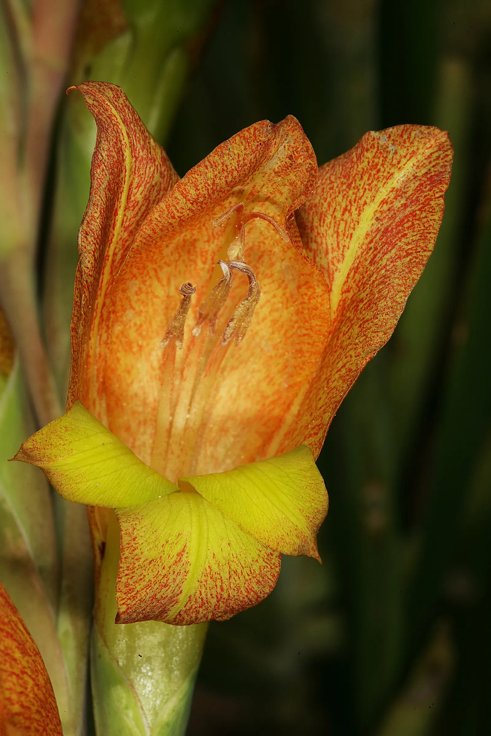 Yellow Marsh Afrikaner (Gladiolus Dalenii) — Use it as a focal point in beds or borders; bulb with orange blooms
