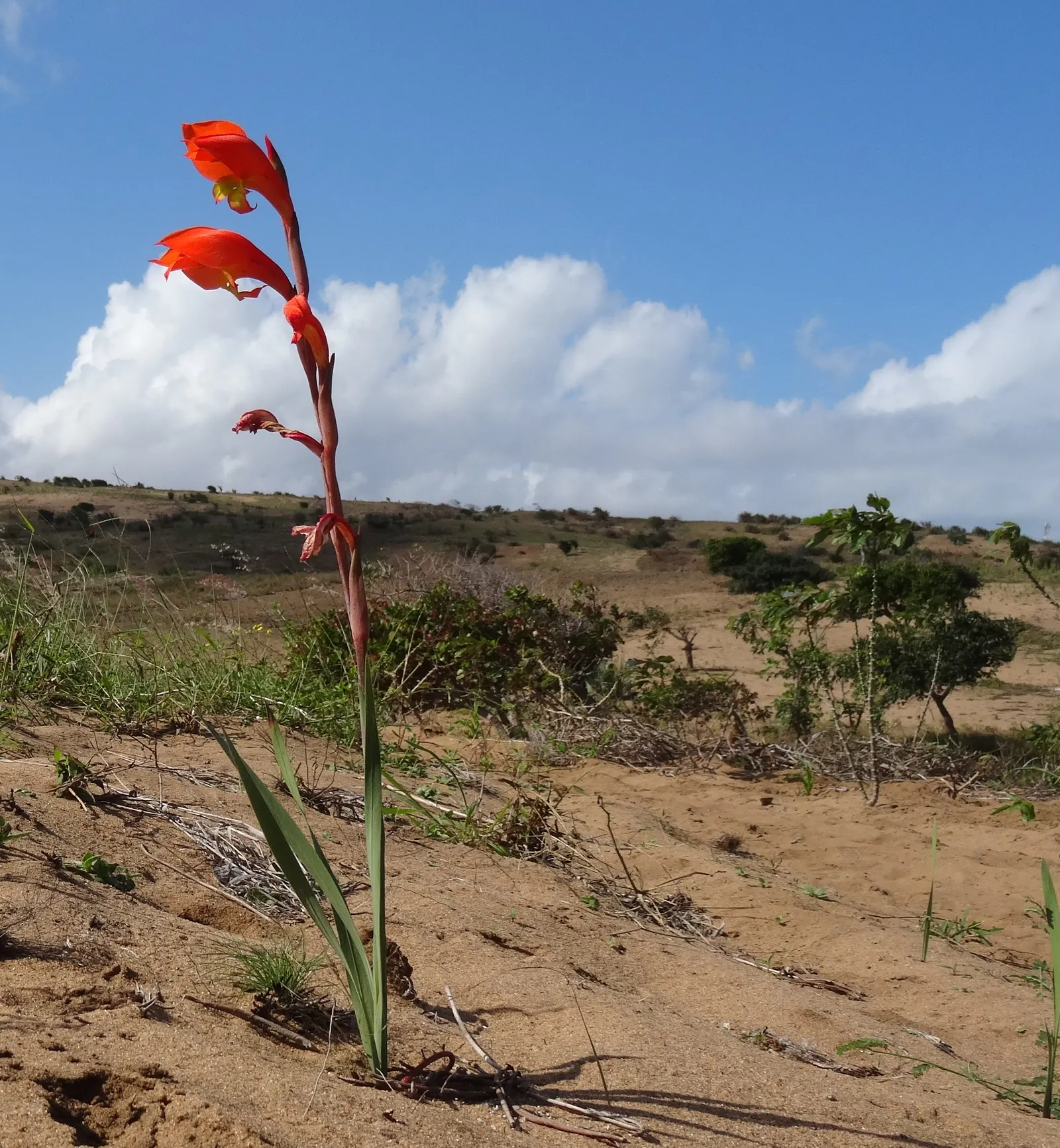 Yellow Marsh Afrikaner (Gladiolus Dalenii) — This perennial reaches up to 4 feet in height, with sword-like leaves and flower spikes that blossom in summer