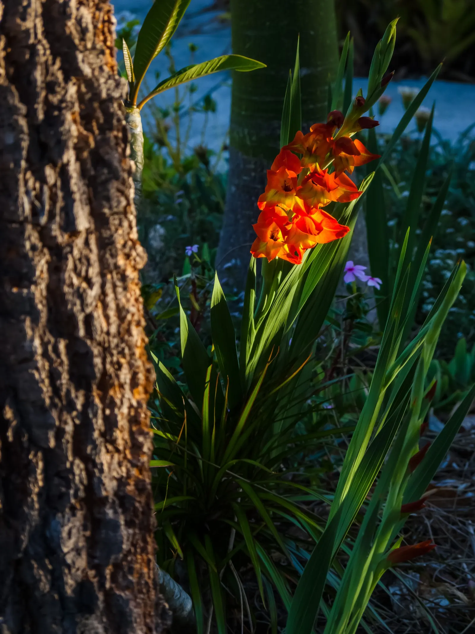 Yellow Marsh Afrikaner (Gladiolus Dalenii) — making it a delightful choice for gardeners of any skill level
