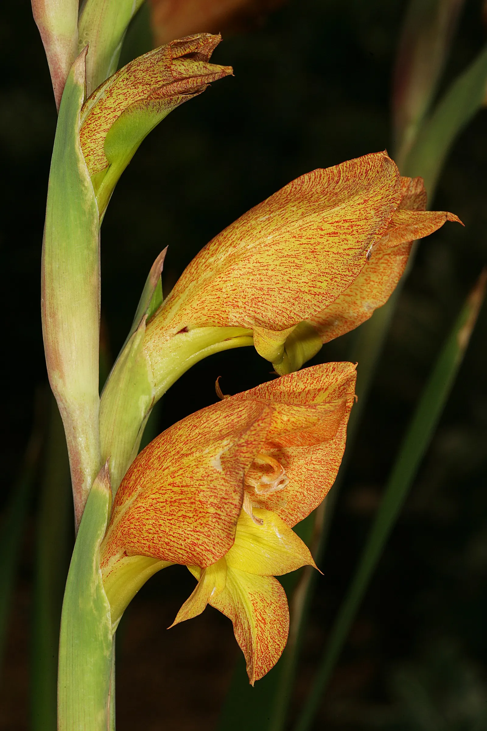 Yellow Marsh Afrikaner (Gladiolus Dalenii) — bright green leaves growing from corms