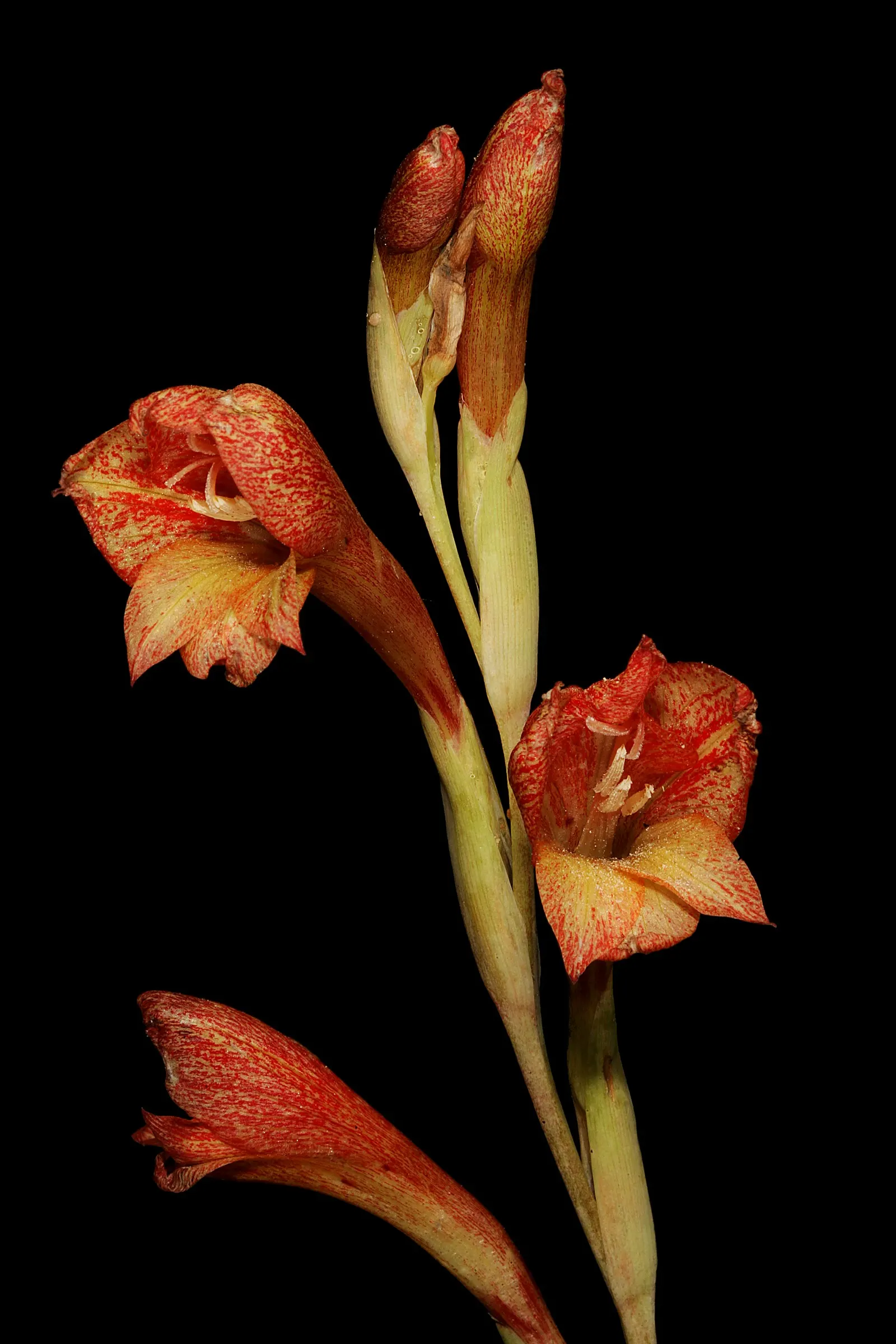 Yellow Marsh Afrikaner (Gladiolus Dalenii) — Use it as a focal point in beds or borders; bulb with orange blooms, image 56