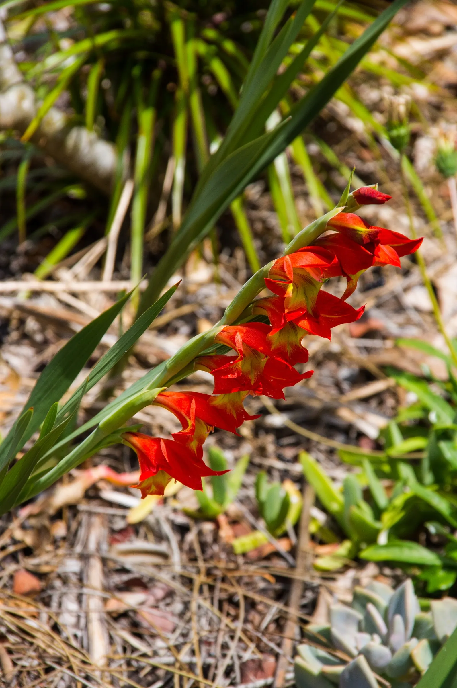 Yellow Marsh Afrikaner (Gladiolus Dalenii) — adds vibrant hues to any garden with its striking orange-yellow blooms; use it as a focal point in, image 53