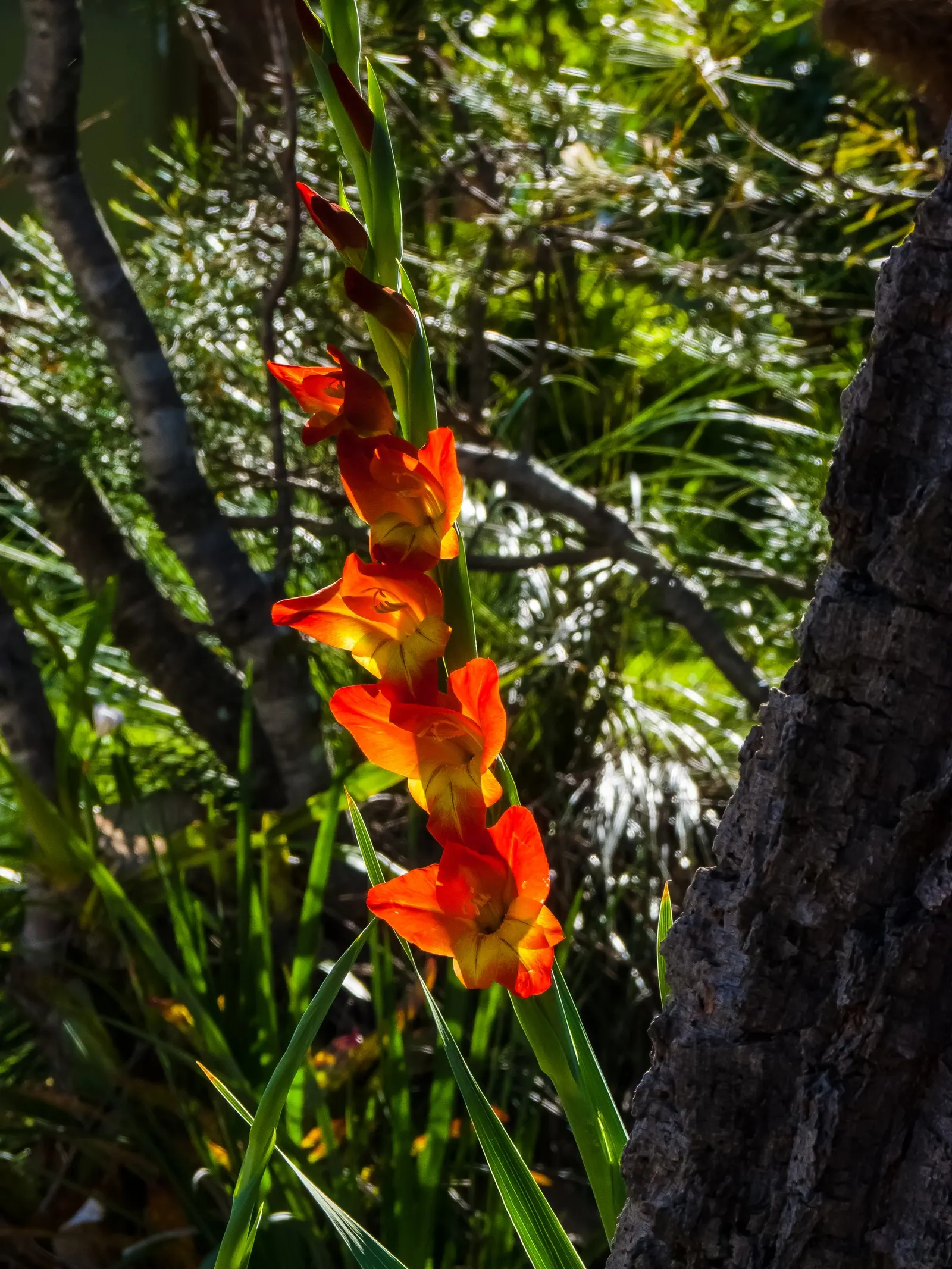 Yellow Marsh Afrikaner (Gladiolus Dalenii) — making it a delightful choice for gardeners of any skill level; this perennial reaches up to 4 feet in height