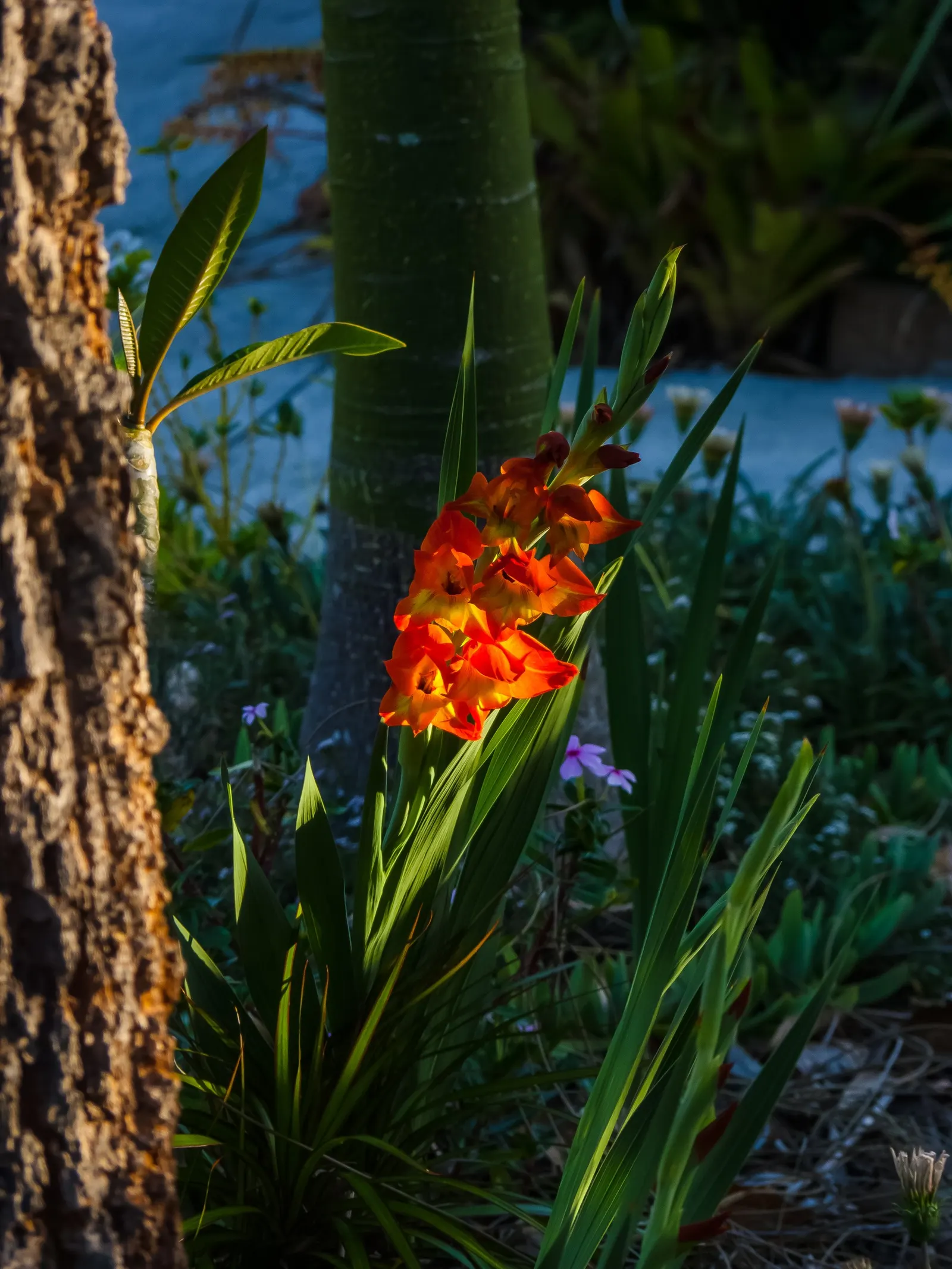 Yellow Marsh Afrikaner (Gladiolus Dalenii) — adds vibrant hues to any garden with its striking orange-yellow blooms