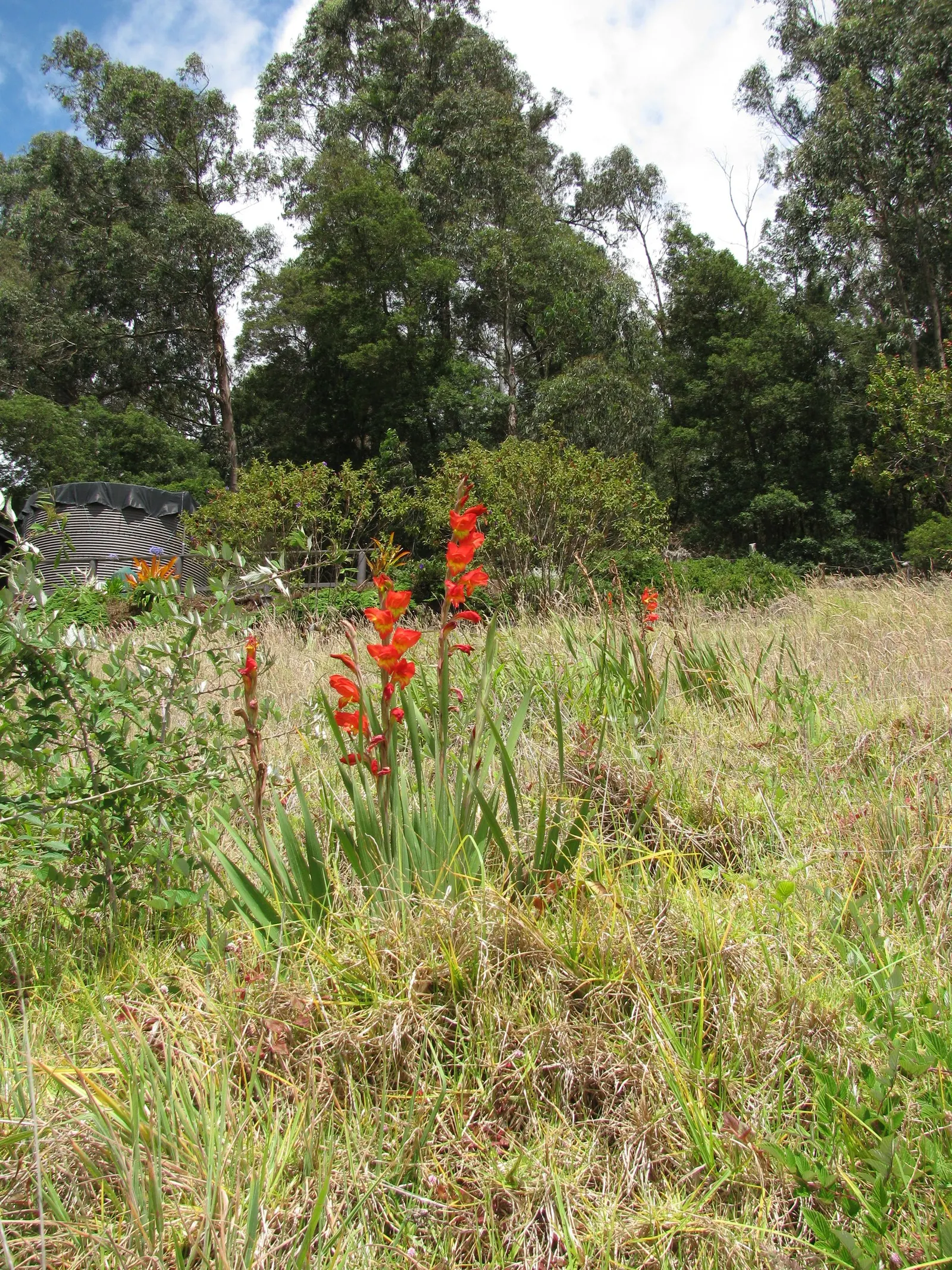 Yellow Marsh Afrikaner (Gladiolus Dalenii) — These settings assure a late spring to midsummer flourish of blossoms; requiring full sun exposure for at least