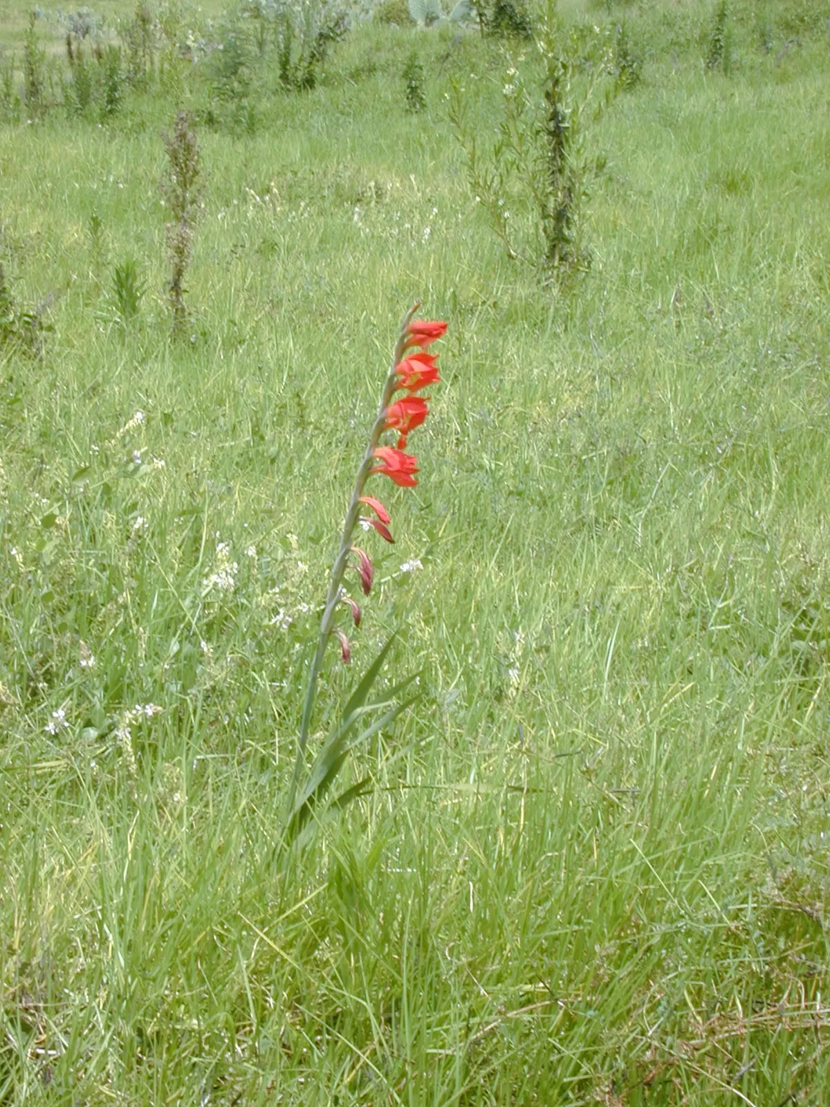 Yellow Marsh Afrikaner (Gladiolus Dalenii) — bright green leaves growing from corms; as long as they are well-draining.<br><br>With an average, image 65