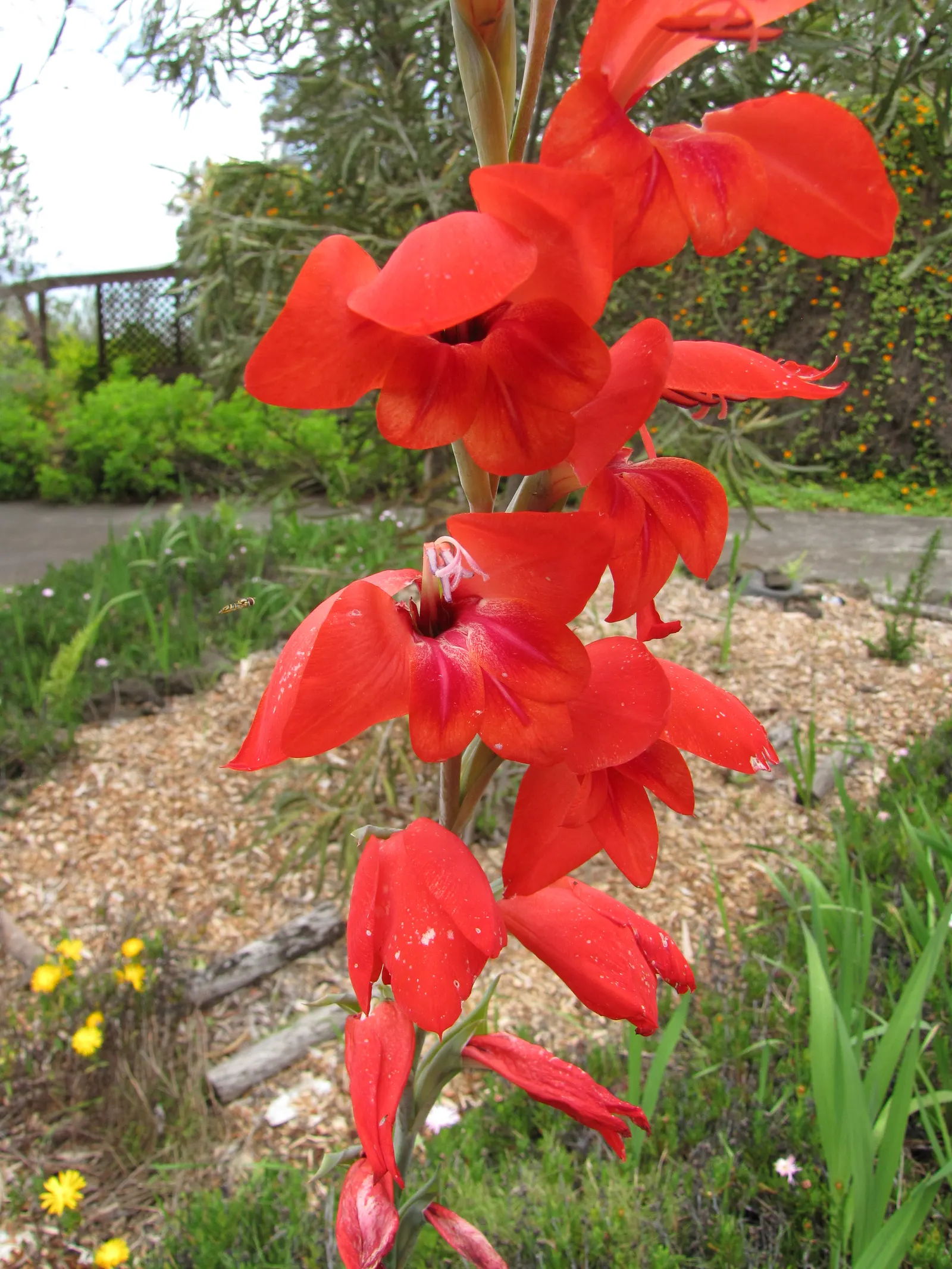 Yellow Marsh Afrikaner (Gladiolus Dalenii) — bulb for full or half; making it a delightful choice for gardeners of any skill level