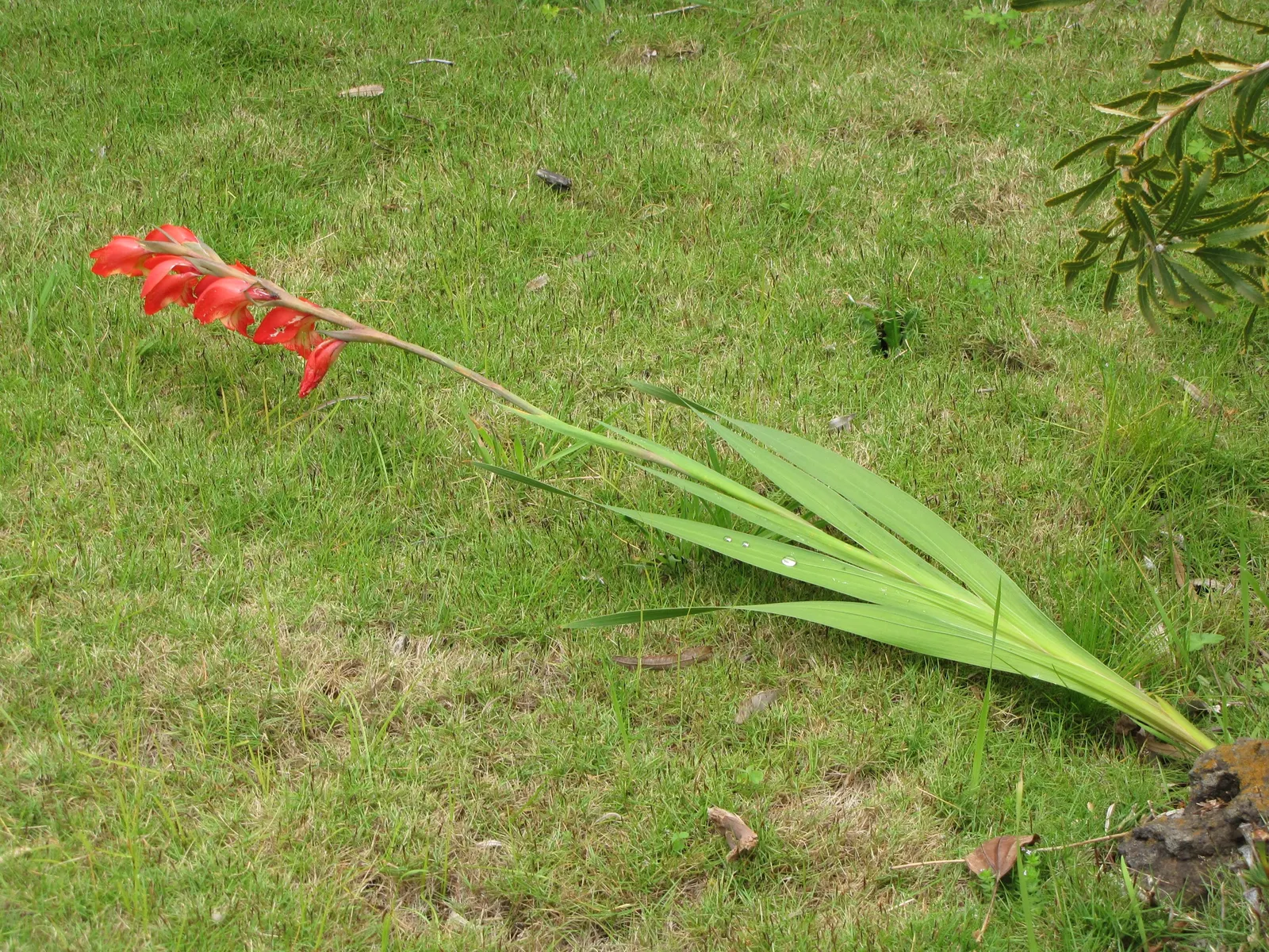 Yellow Marsh Afrikaner (Gladiolus Dalenii) — These settings assure a late spring to midsummer flourish of blossoms