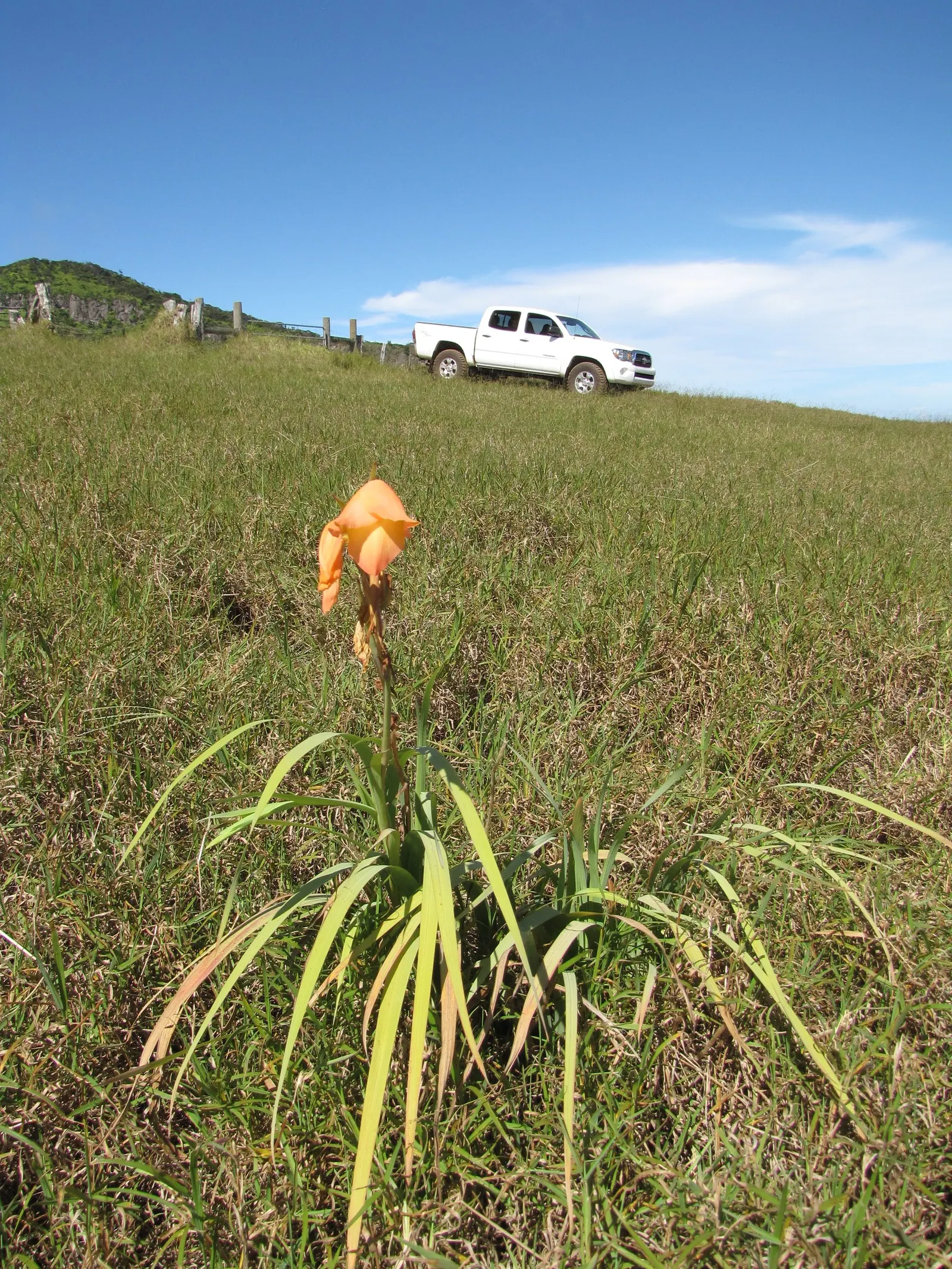 Yellow Marsh Afrikaner (Gladiolus Dalenii) — contributing to the overall lush appearance of the plant.<br><br>For optimal growth
