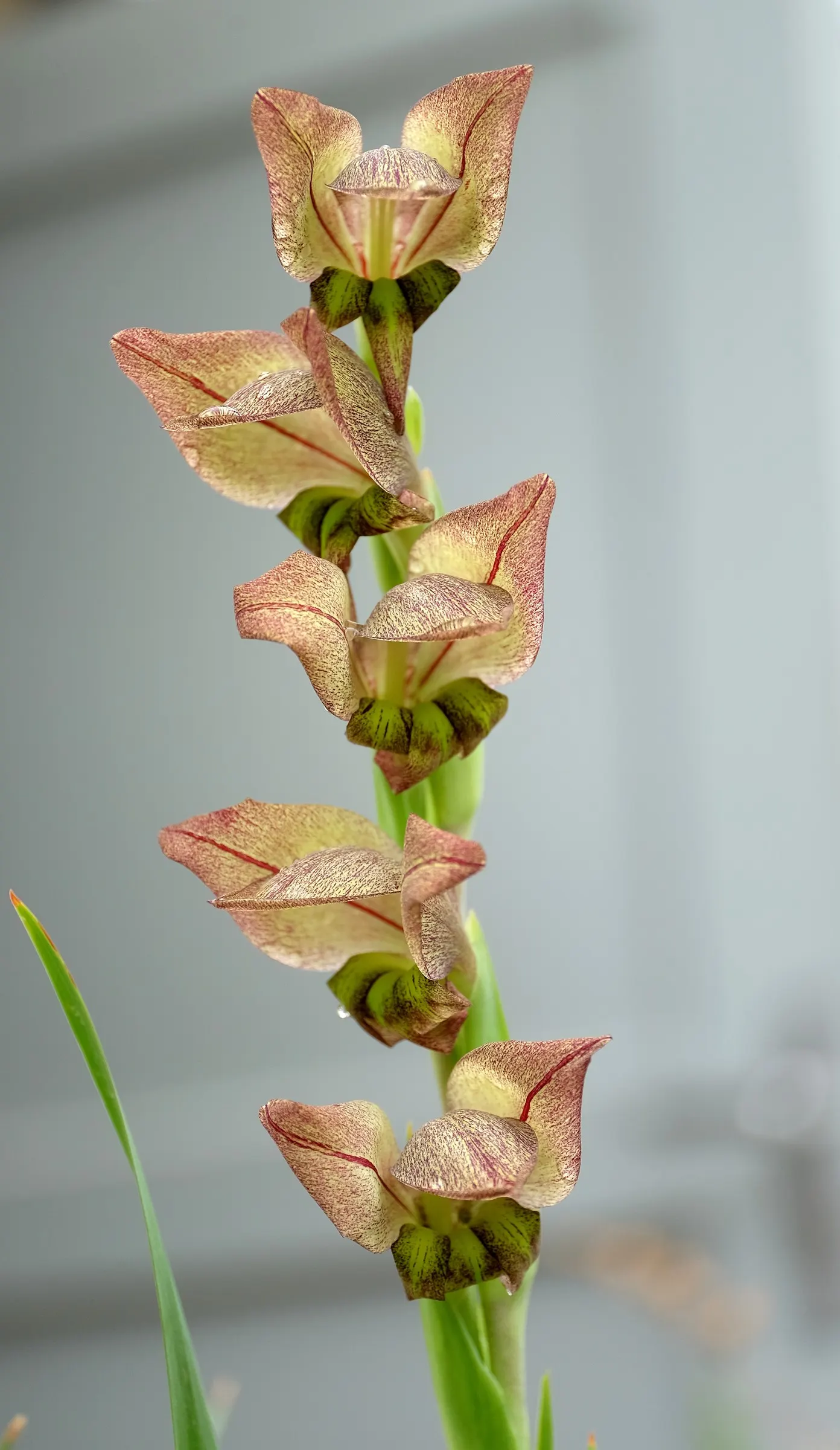 Yellow Marsh Afrikaner (Gladiolus Dalenii) — a member of the Iridaceae family; the Yellow Marsh Afrikaner is drought-tolerant once established, image 59