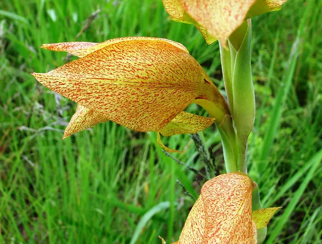 Yellow Marsh Afrikaner (Gladiolus Dalenii) — The flowers are arranged on a slender spike; its eye-catching blooms are also excellent for cut flower arrangements