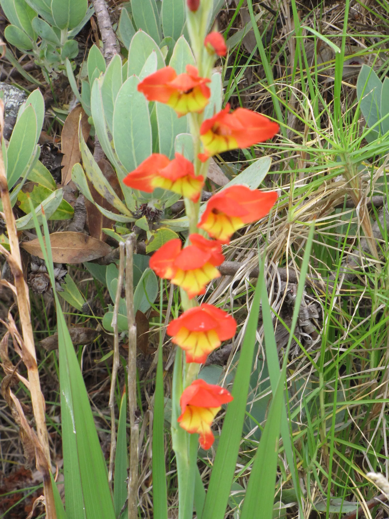 Yellow Marsh Afrikaner (Gladiolus Dalenii) — which is supported by sword-shaped; ideal for USDA zones 8-11, it thrives in full sun and well-draining soil