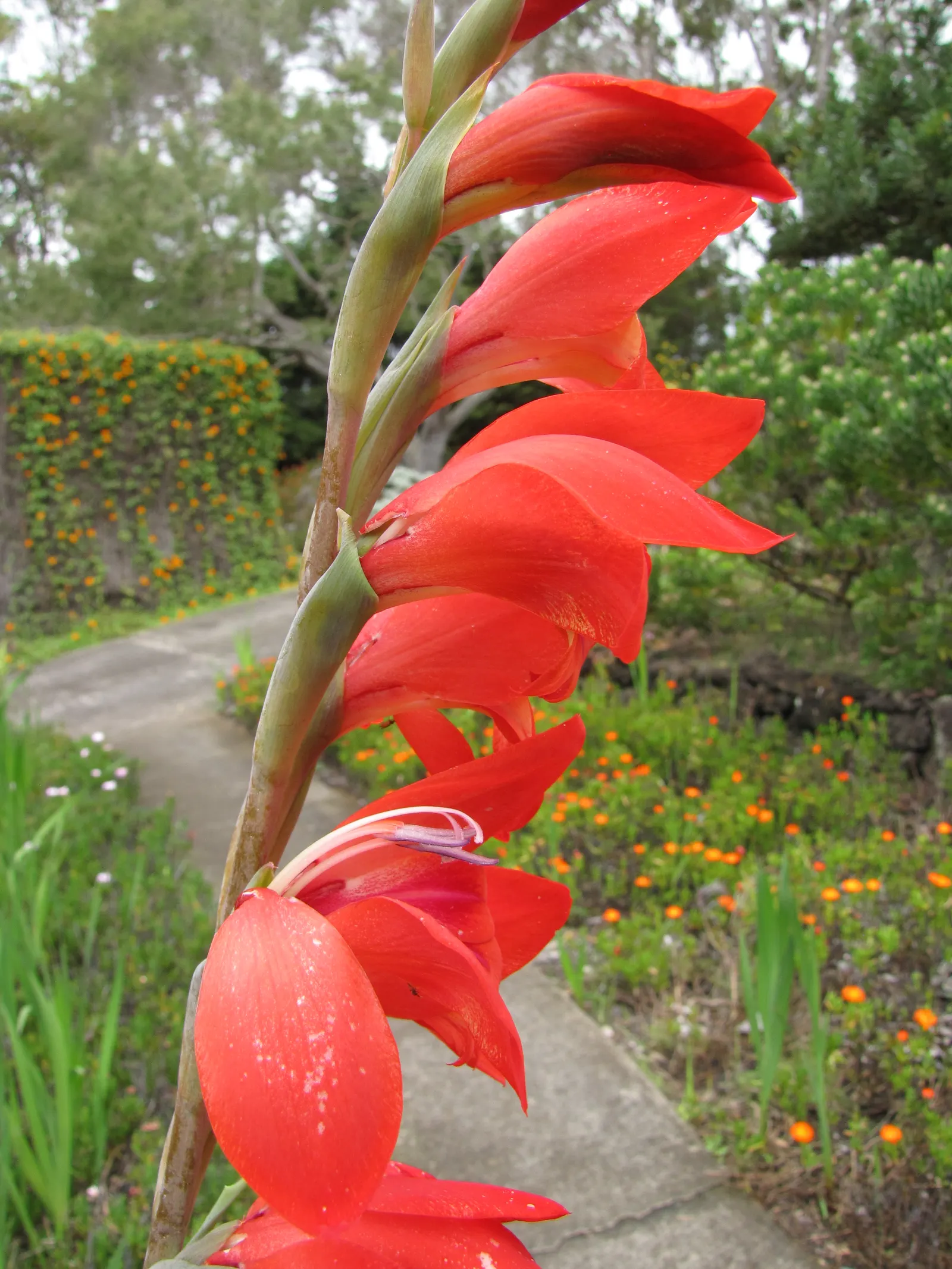 Yellow Marsh Afrikaner (Gladiolus Dalenii) — a member of the Iridaceae family