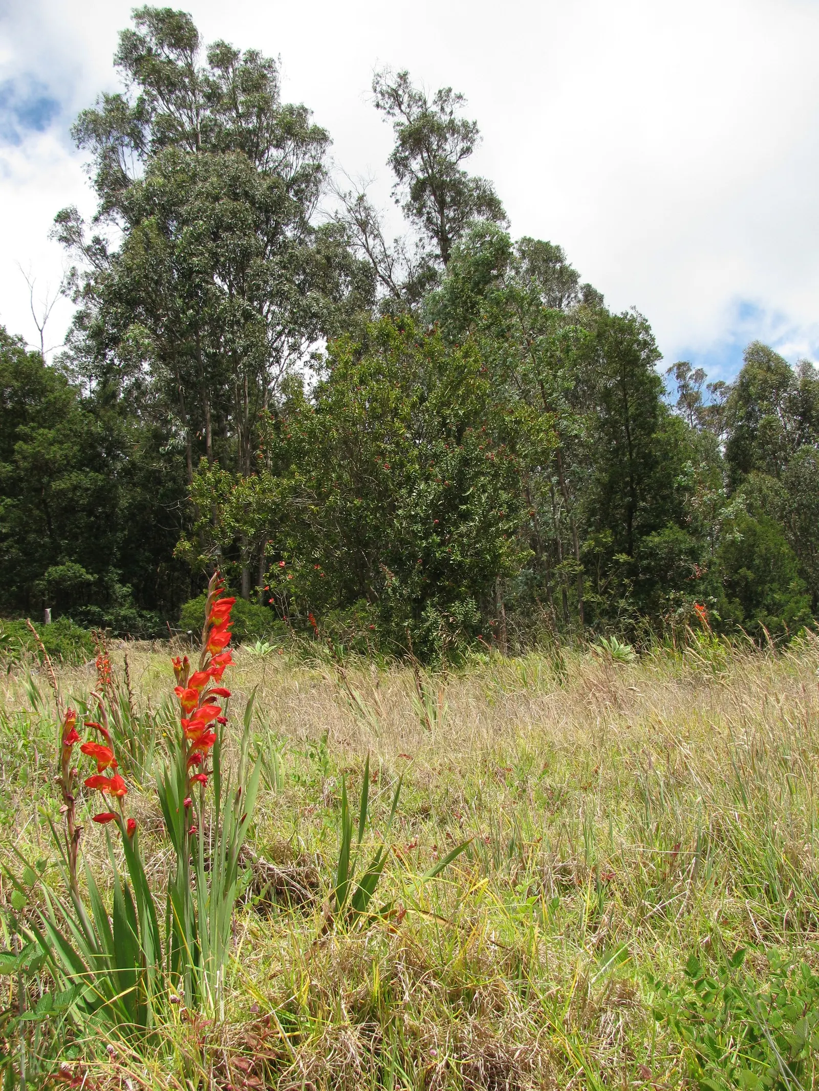 Yellow Marsh Afrikaner (Gladiolus Dalenii) — Ideal for USDA zones 8-11, it thrives in full sun and well-draining soil; these settings assure a late, image 55