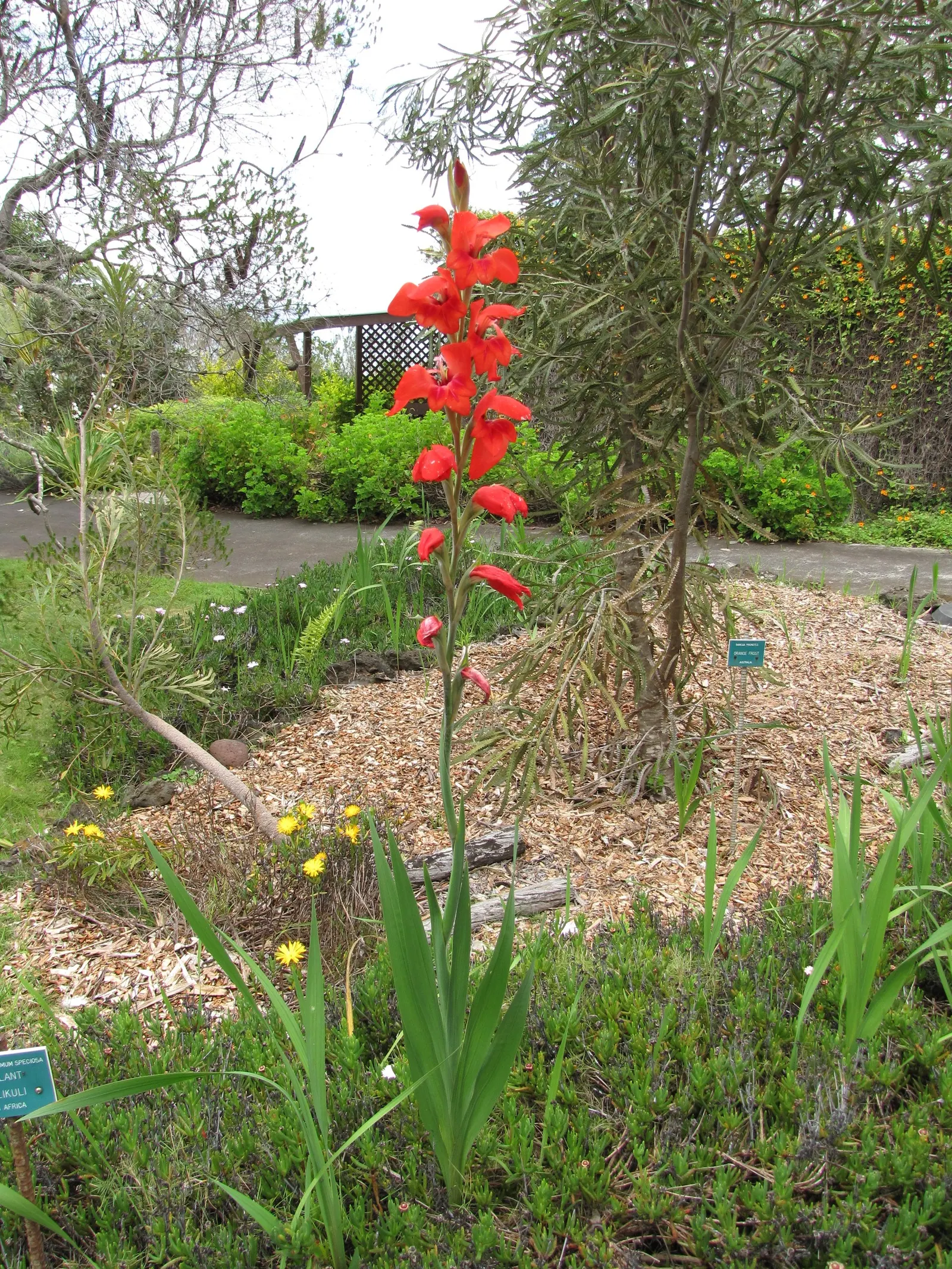 Yellow Marsh Afrikaner (Gladiolus Dalenii) — which is supported by sword-shaped; ideal for USDA zones 8-11, it thrives in full sun and, image 64