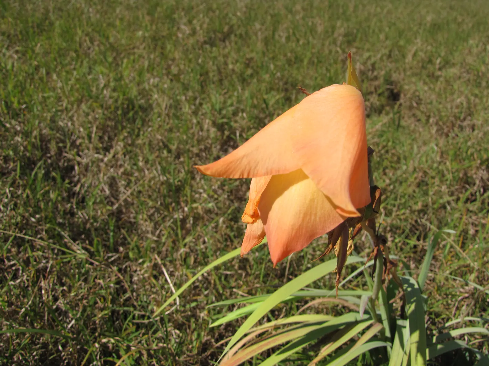Yellow Marsh Afrikaner (Gladiolus Dalenii) — Hardy and drought-tolerant once established; scientifically known as Gladiolus dalenii, image 57