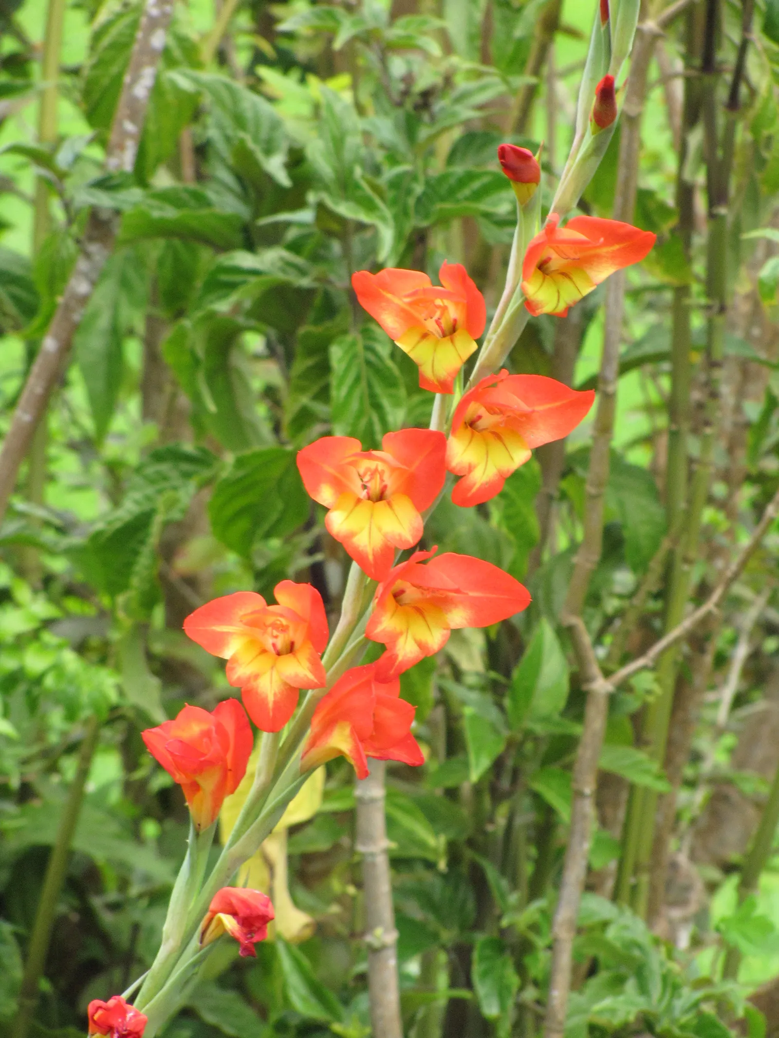 Yellow Marsh Afrikaner (Gladiolus Dalenii) — plant corms at a depth of about 4 inches and space them roughly 6 inches apart; hardy and drought-tolerant once