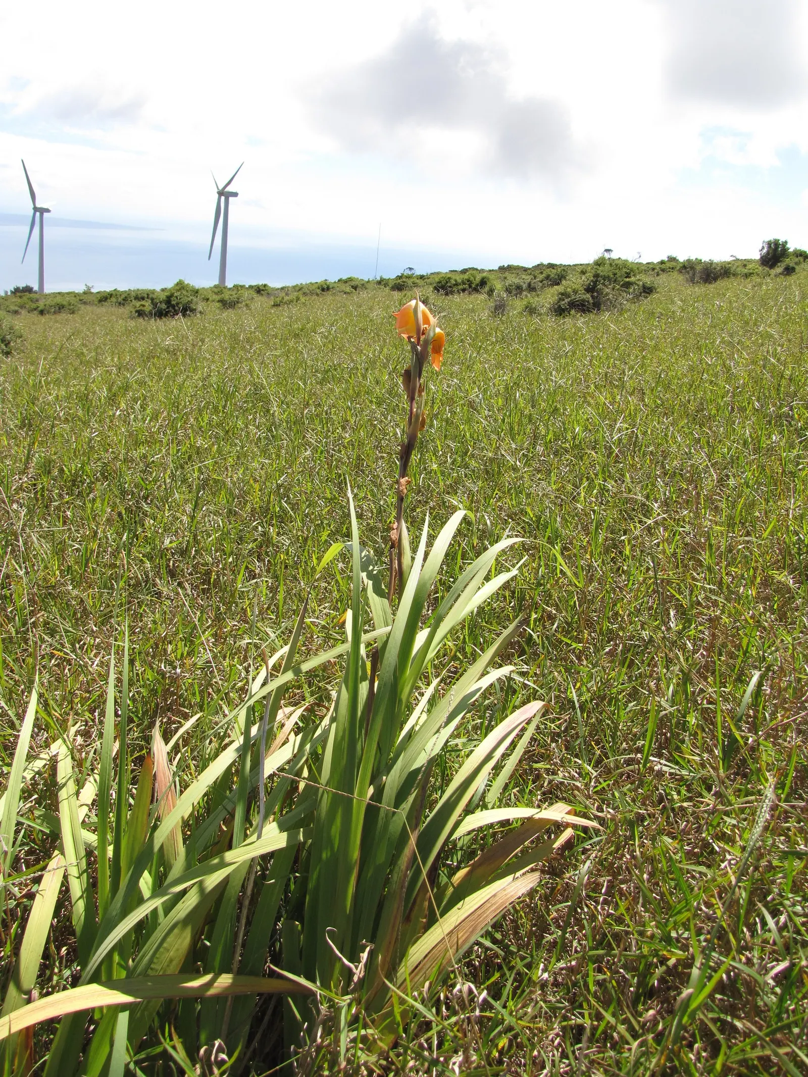 Yellow Marsh Afrikaner (Gladiolus Dalenii) — boasting impressive adaptability to various soil conditions