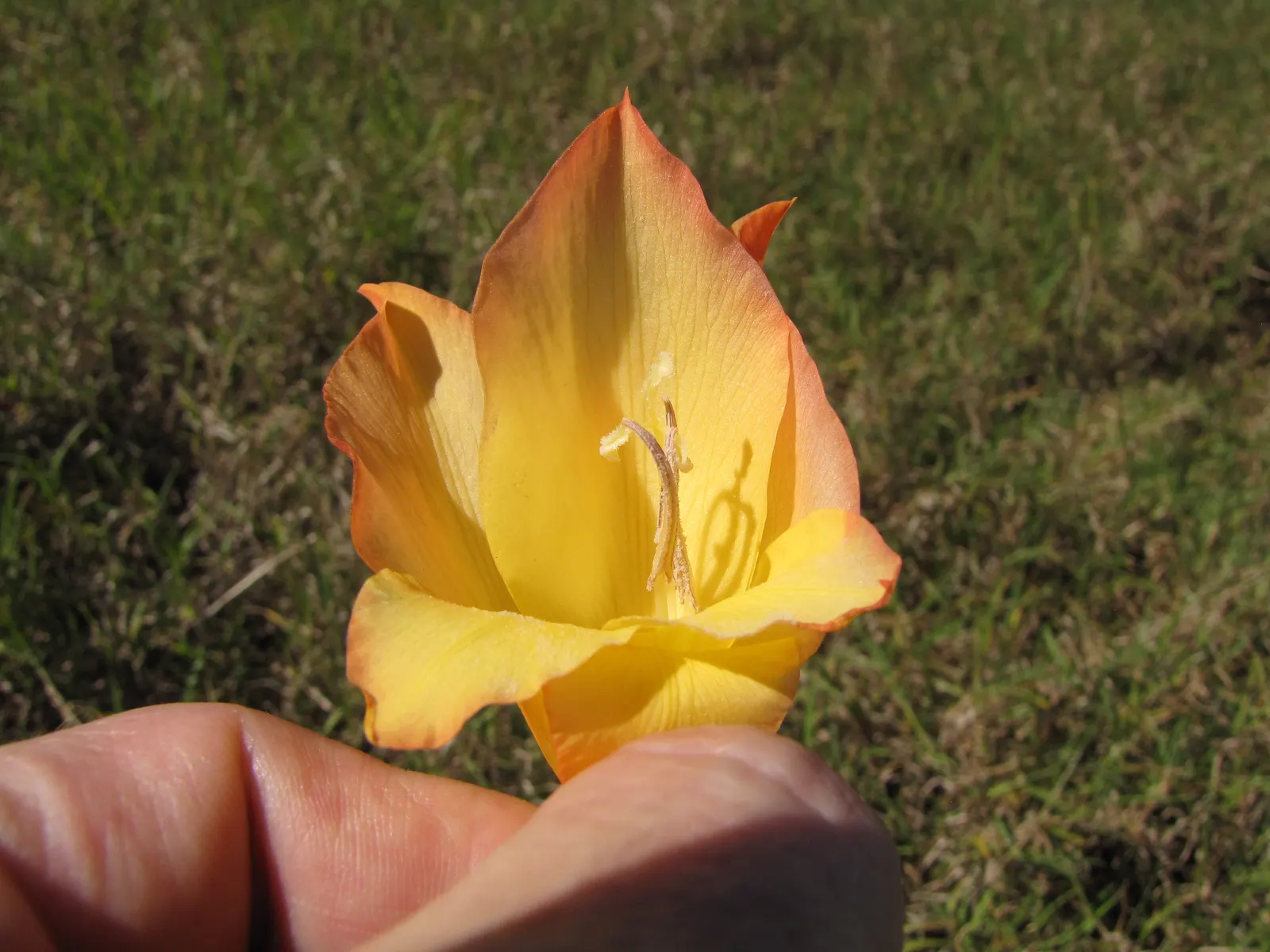 Yellow Marsh Afrikaner (Gladiolus Dalenii) — the Yellow Marsh Afrikaner is drought-tolerant once established