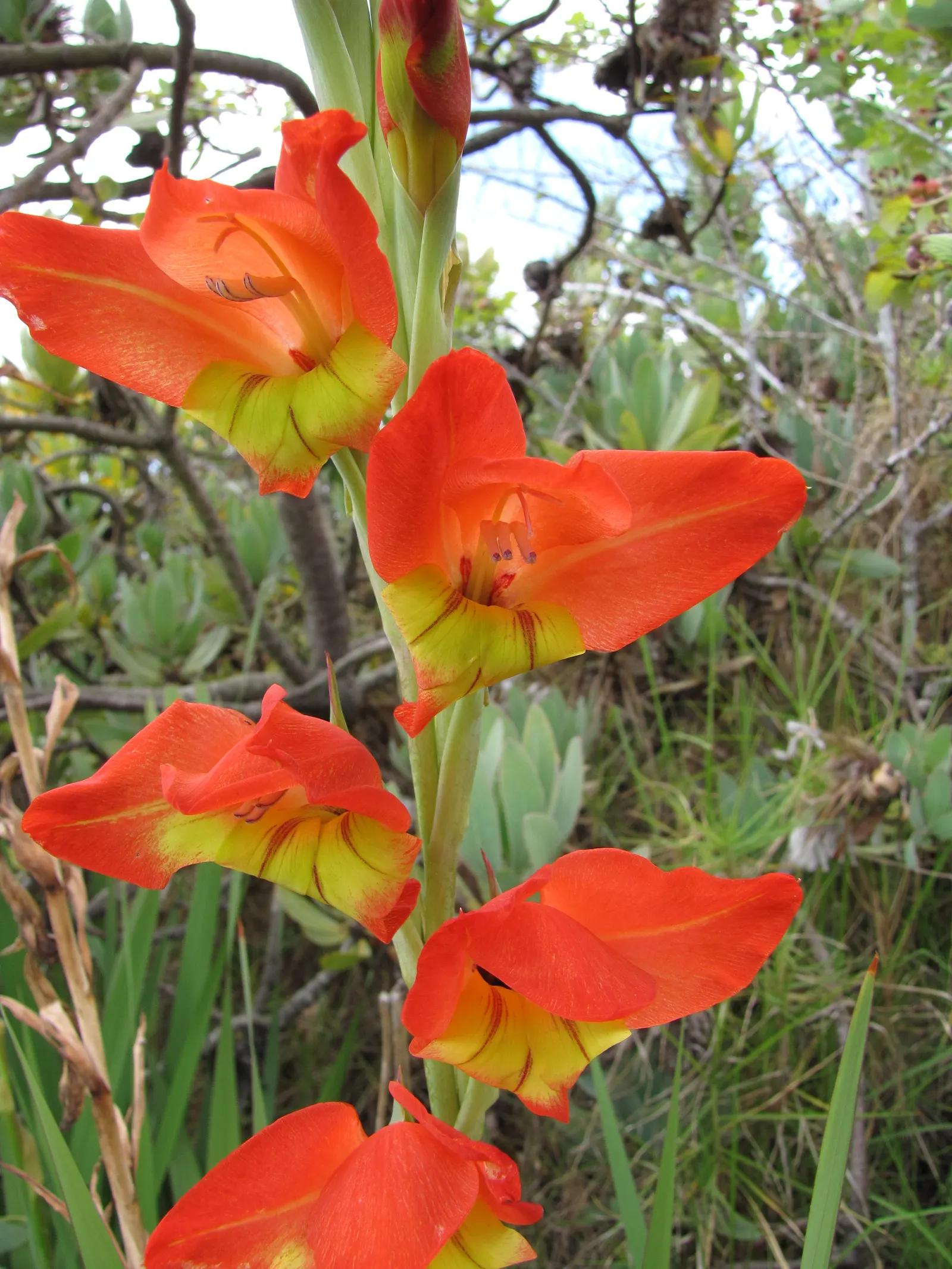 Yellow Marsh Afrikaner (Gladiolus Dalenii) — This perennial reaches up to 4 feet in height, with sword-like leaves and flower spikes that blossom, image 54