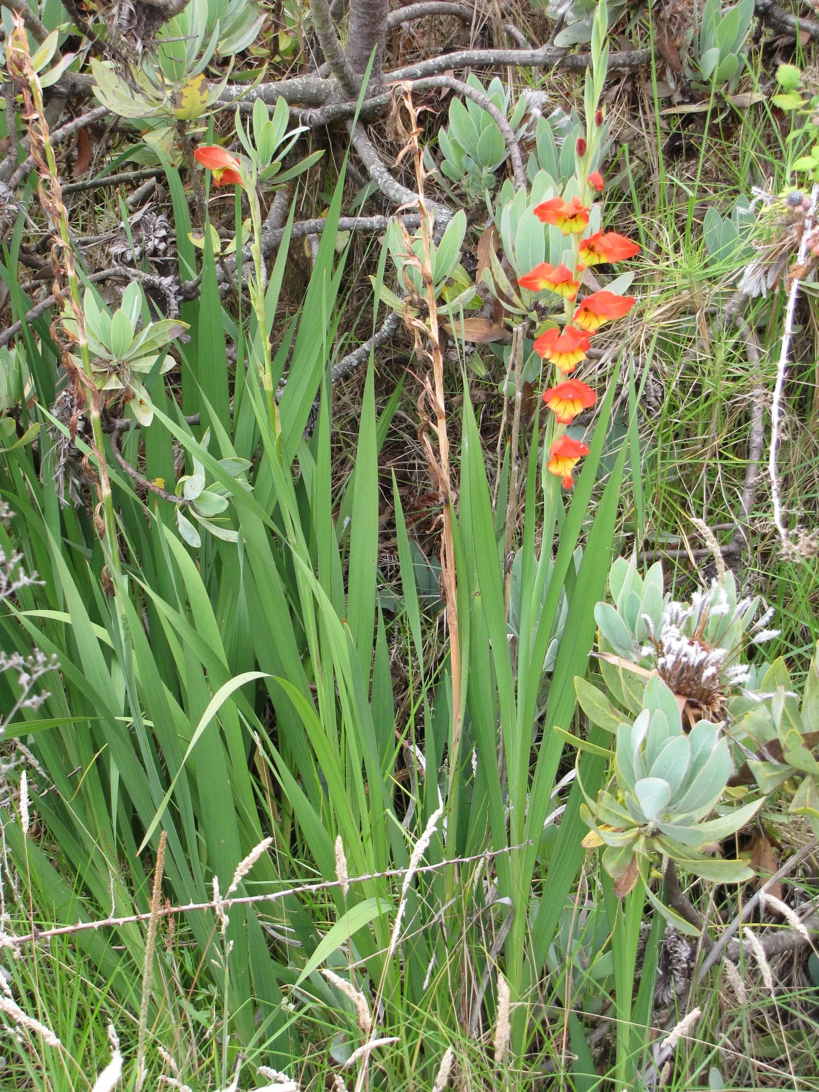 Yellow Marsh Afrikaner (Gladiolus Dalenii) — bulb with orange blooms; plant corms at a depth of about 4 inches and space them roughly 6 inches apart