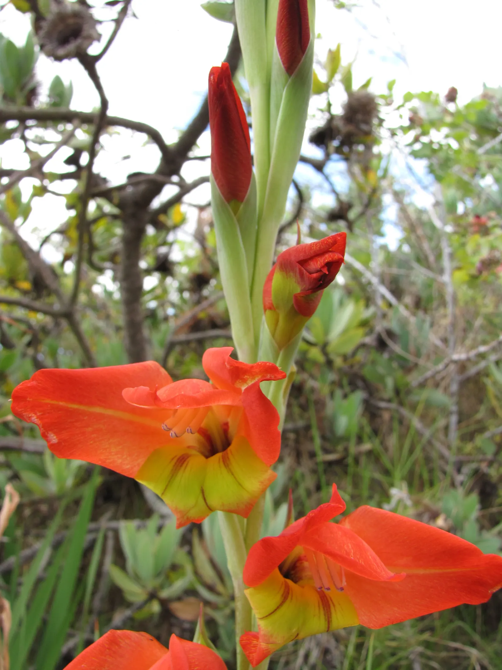 Yellow Marsh Afrikaner (Gladiolus Dalenii) — a member of the Iridaceae family; the Yellow Marsh Afrikaner is drought-tolerant once established