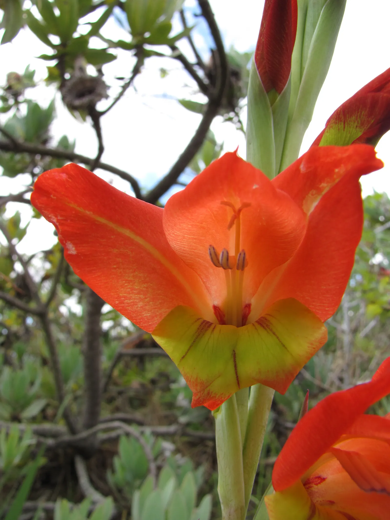 Yellow Marsh Afrikaner (Gladiolus Dalenii) — scientifically known as Gladiolus dalenii; bright green leaves growing from corms