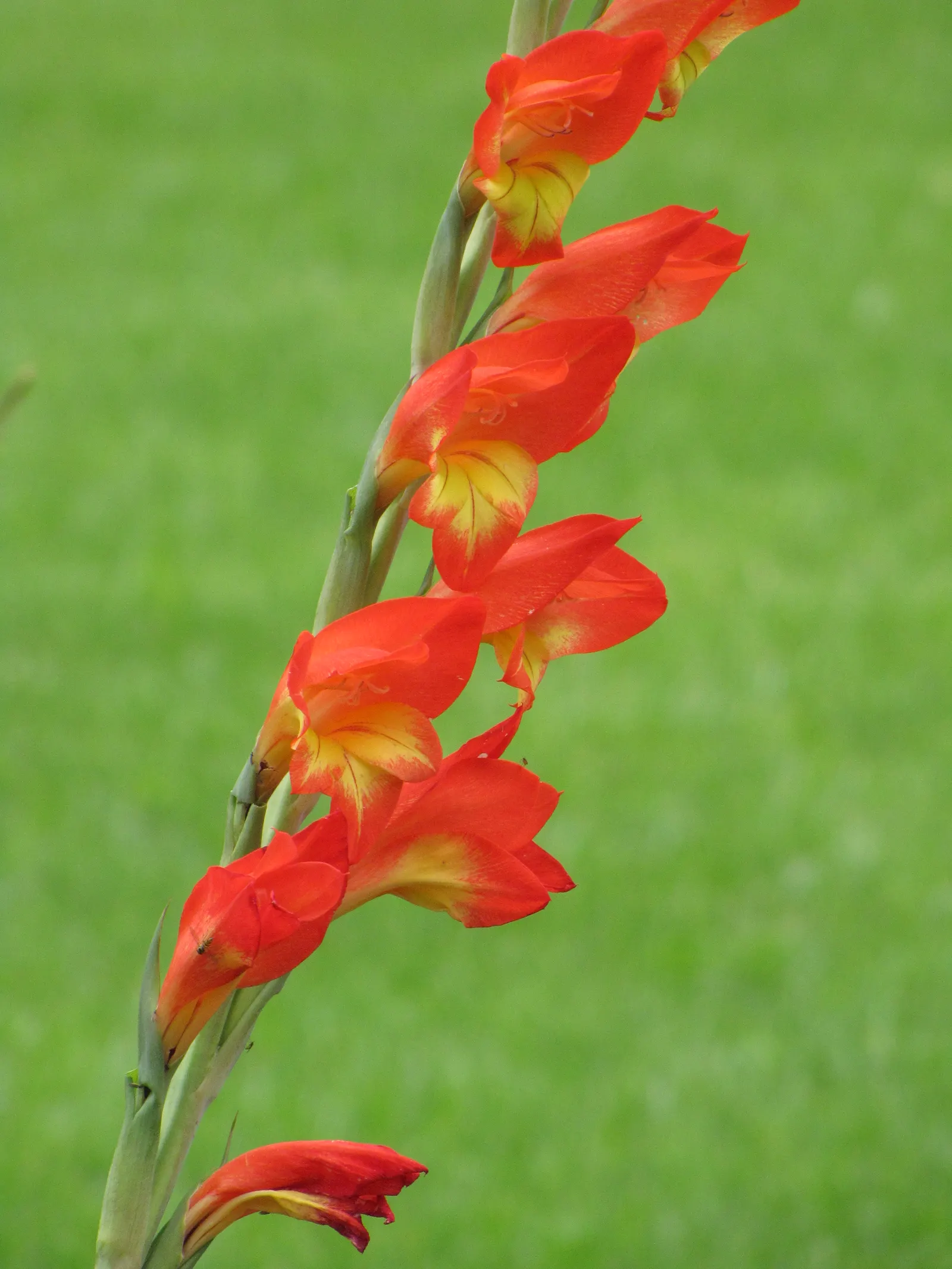 Yellow Marsh Afrikaner (Gladiolus Dalenii) — the Yellow Marsh Afrikaner is drought-tolerant once established; a member of the Iridaceae family