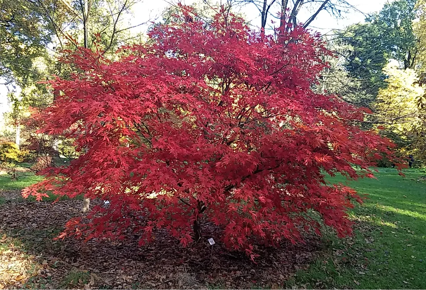 Suminagashi Japanese Maple (Acer Palmatum 'Suminagashi') — The Suminagashi Japanese Maple (Acer palmatum 'Suminagashi') is revered for its deep red