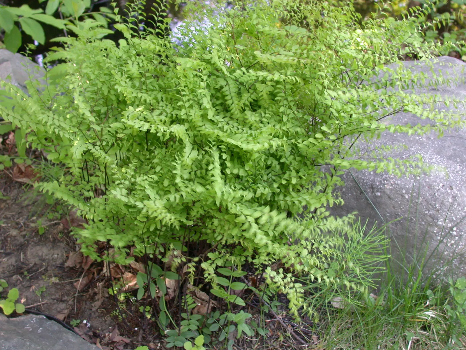 Western Maidenhair Fern (Adiantum Pedatum) — They prefer moist, well-drained soil rich in organic matter, with a slightly acidic to neutral pH; which possess