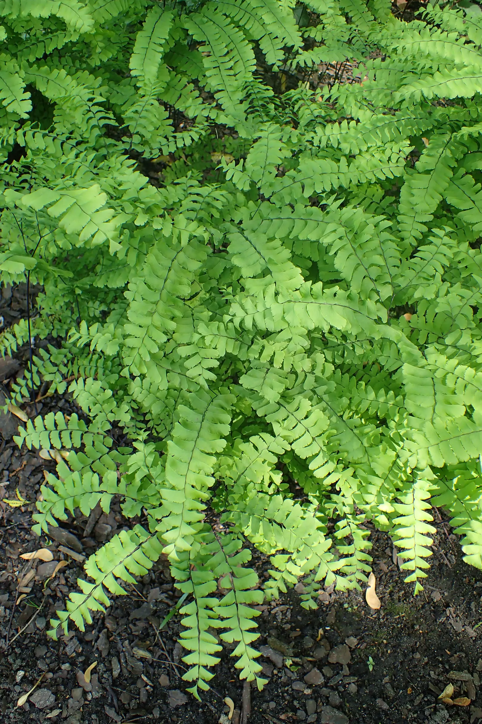 Western Maidenhair Fern (Adiantum Pedatum) — which possess an almost ethereal quality; scientifically known as Adiantum pedatum