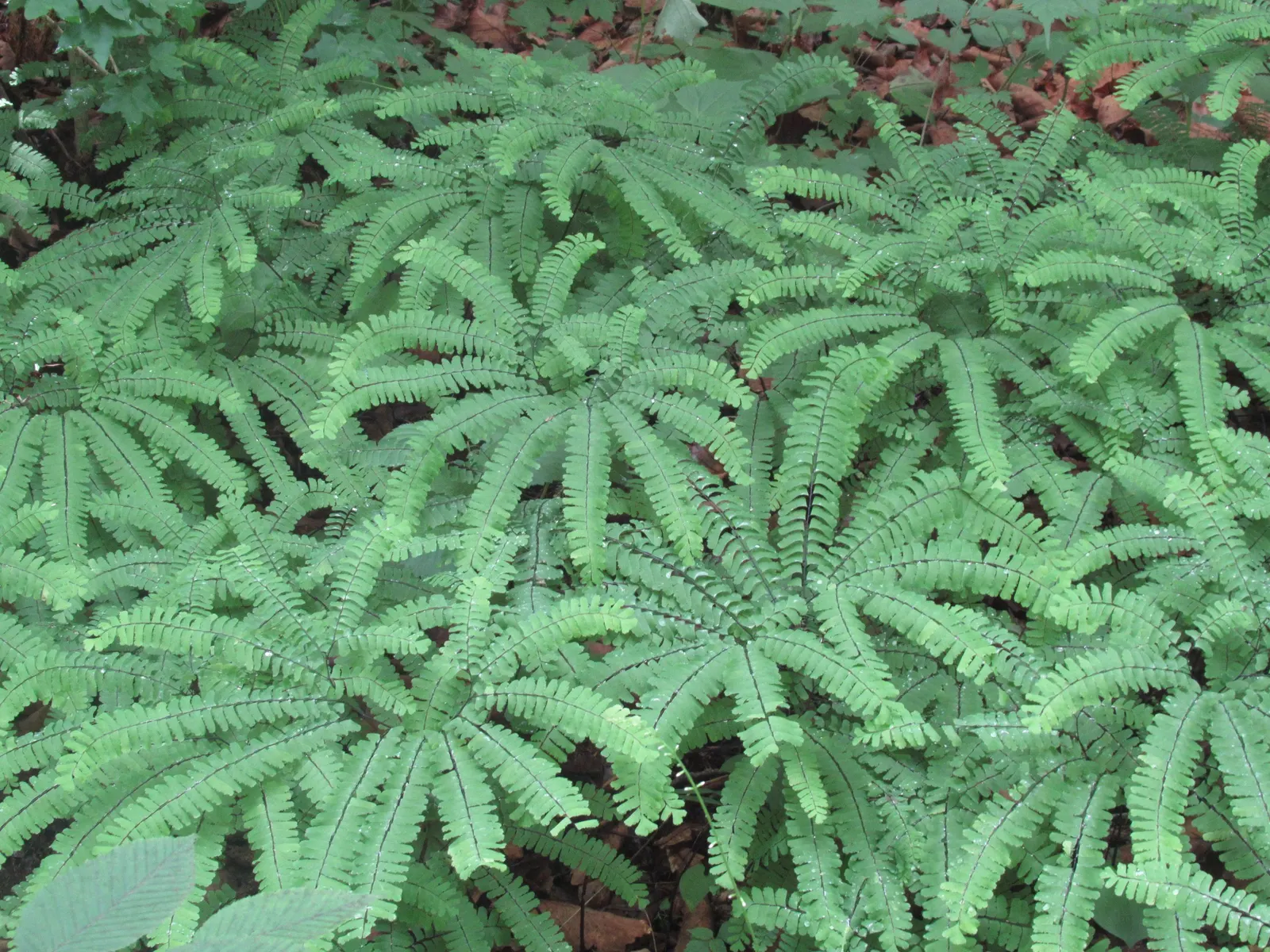 Western Maidenhair Fern (Adiantum Pedatum) — Thriving in USDA zones 3-8, it prefers moist, well-drained soil with partial to full shade; fan-shaped, image 76