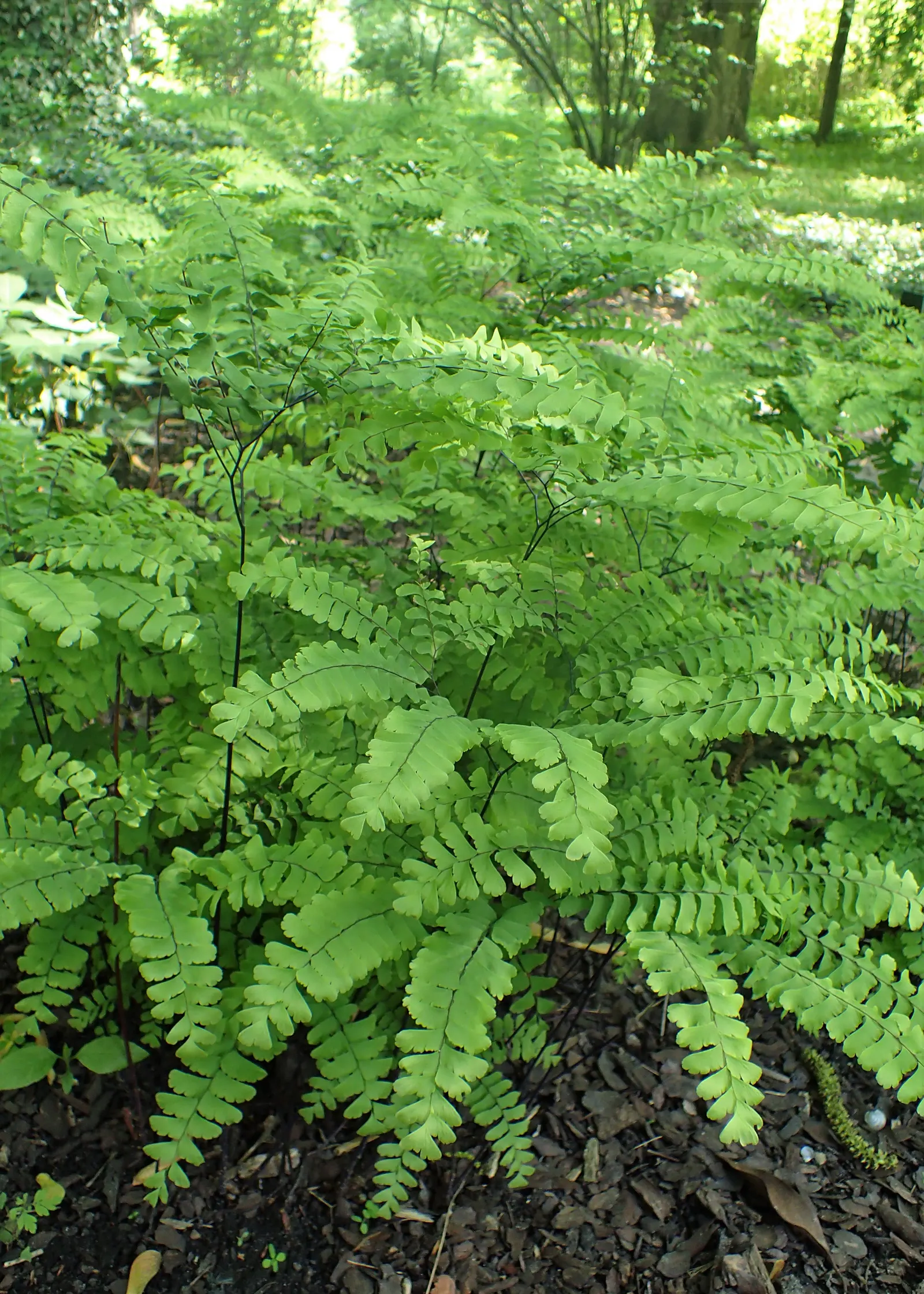 Western Maidenhair Fern (Adiantum Pedatum) — They prefer moist, well-drained soil rich in organic matter, with a slightly acidic to neutral pH
