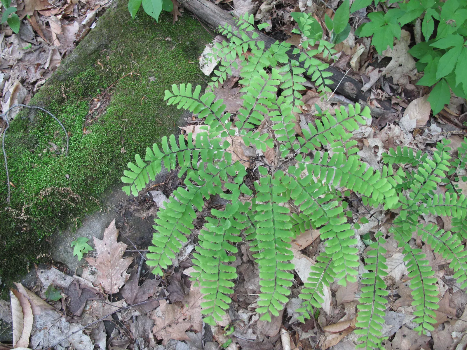 Western Maidenhair Fern (Adiantum Pedatum) — fern / ground cover for deep shade or half or shade; it is an excellent companion to other shade-loving plants